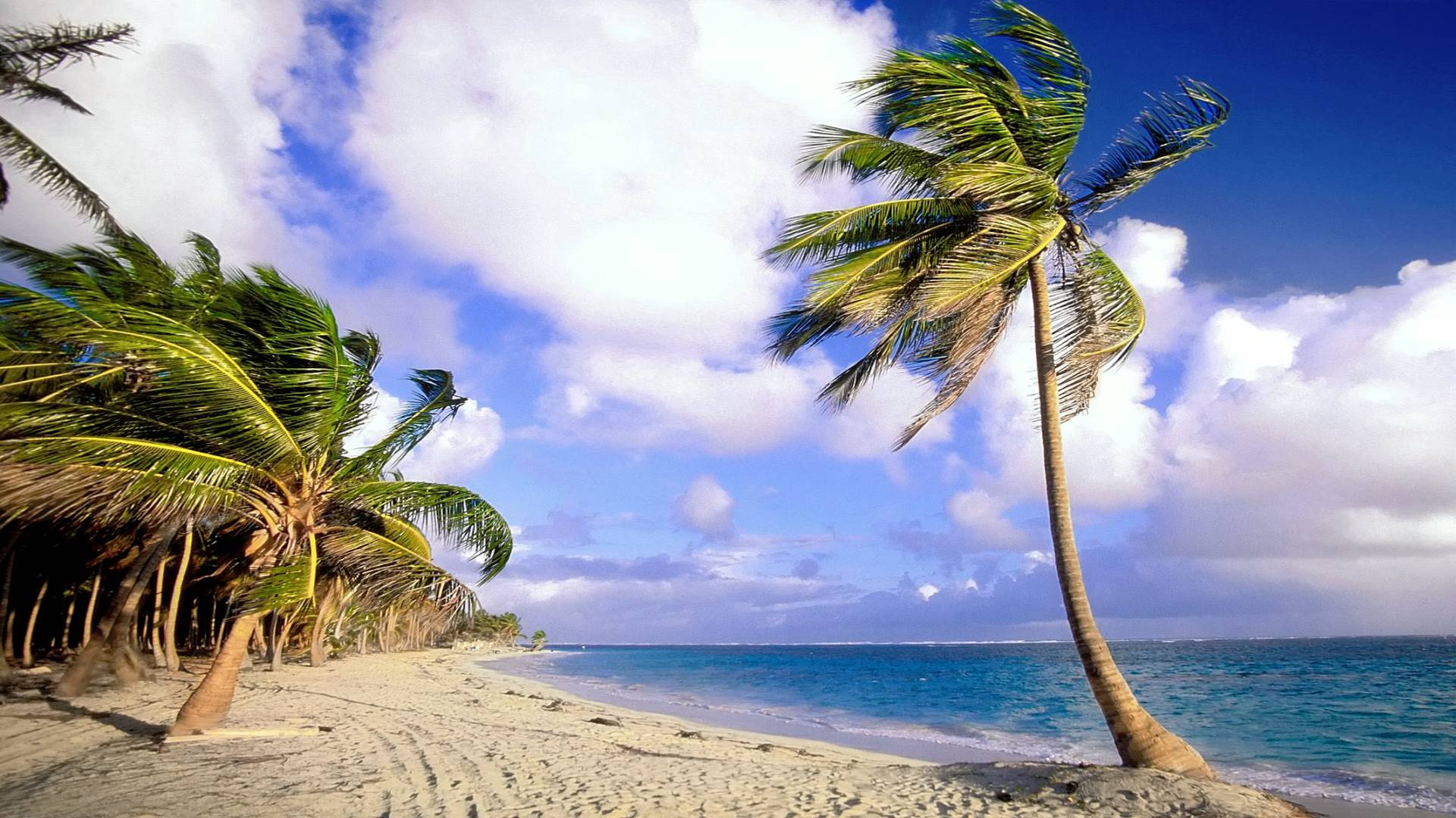 Сочи море пальмы. С днём рождения мужчине море пальмы. Обои пальмы море вертикальные. Пальмы, море и мы.