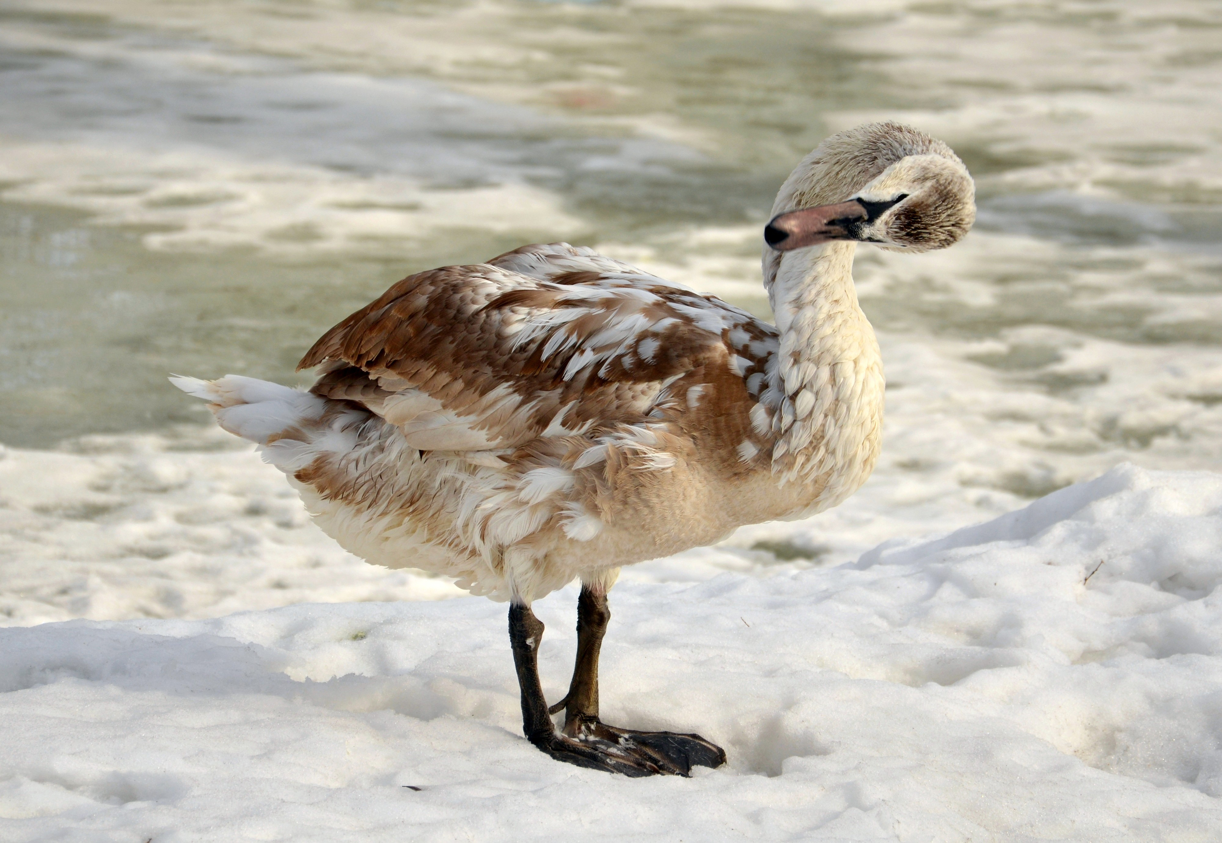 утка стоит на снегу у воды