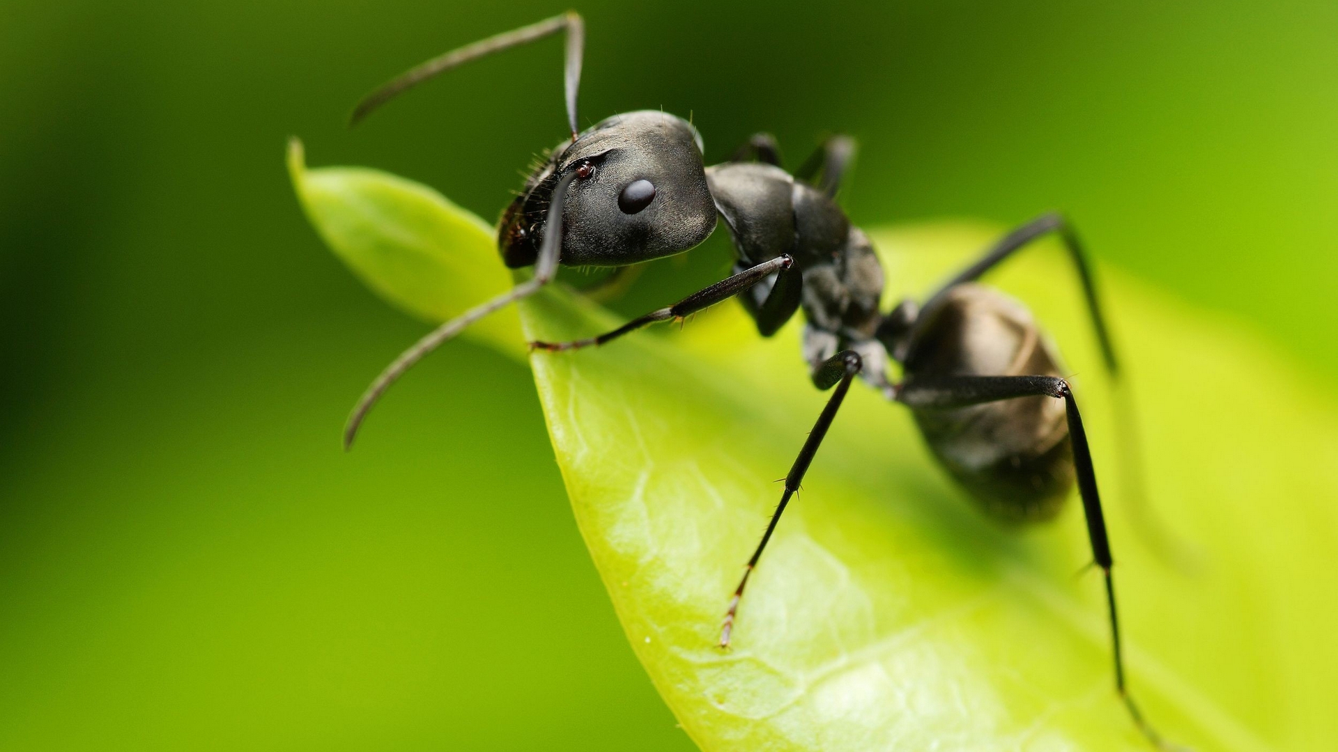 ant, муравьи, муравьев