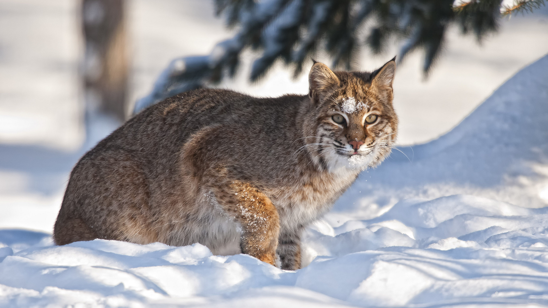 bobcat, крыси, зима