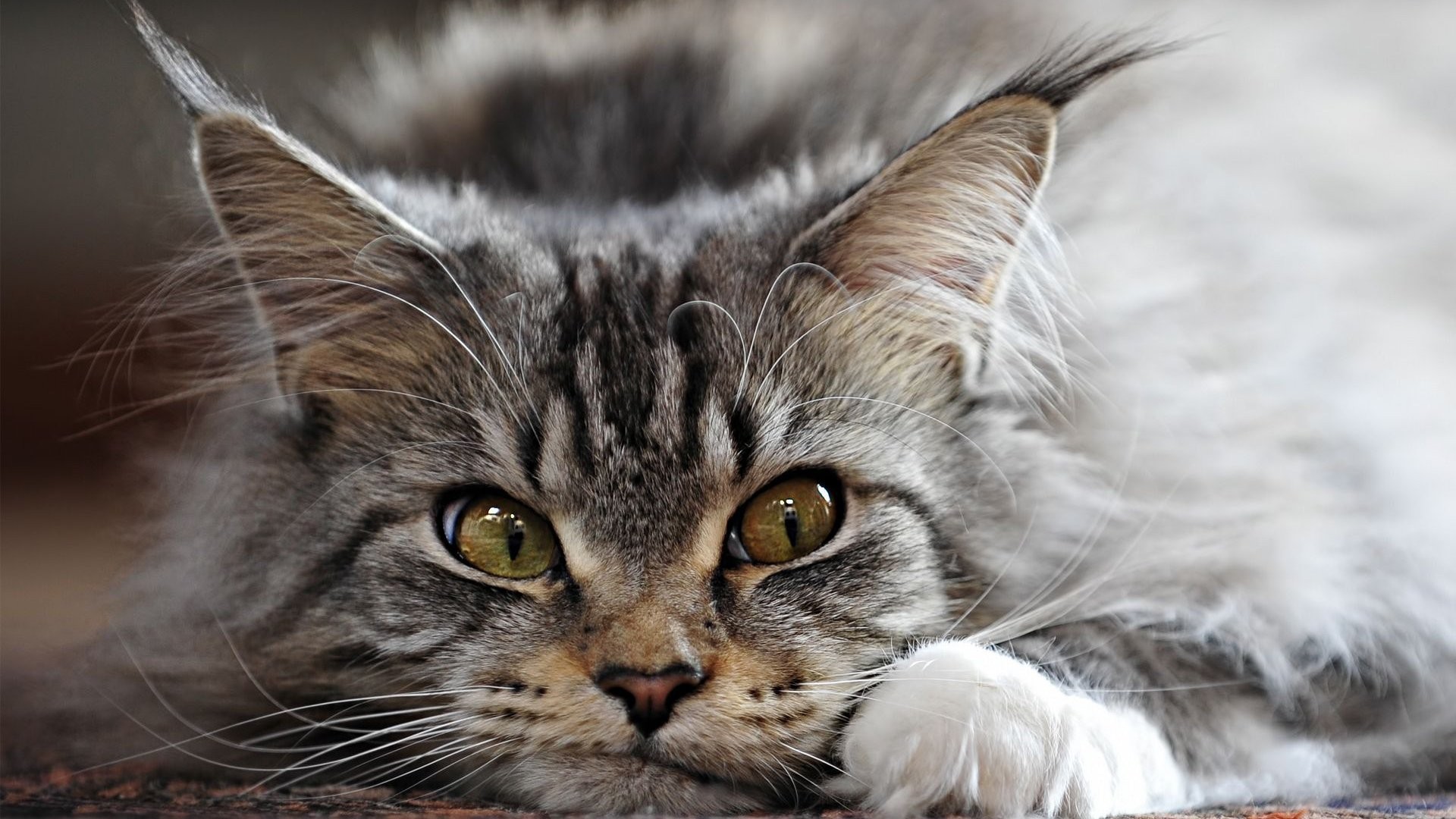 кот, животное, кун