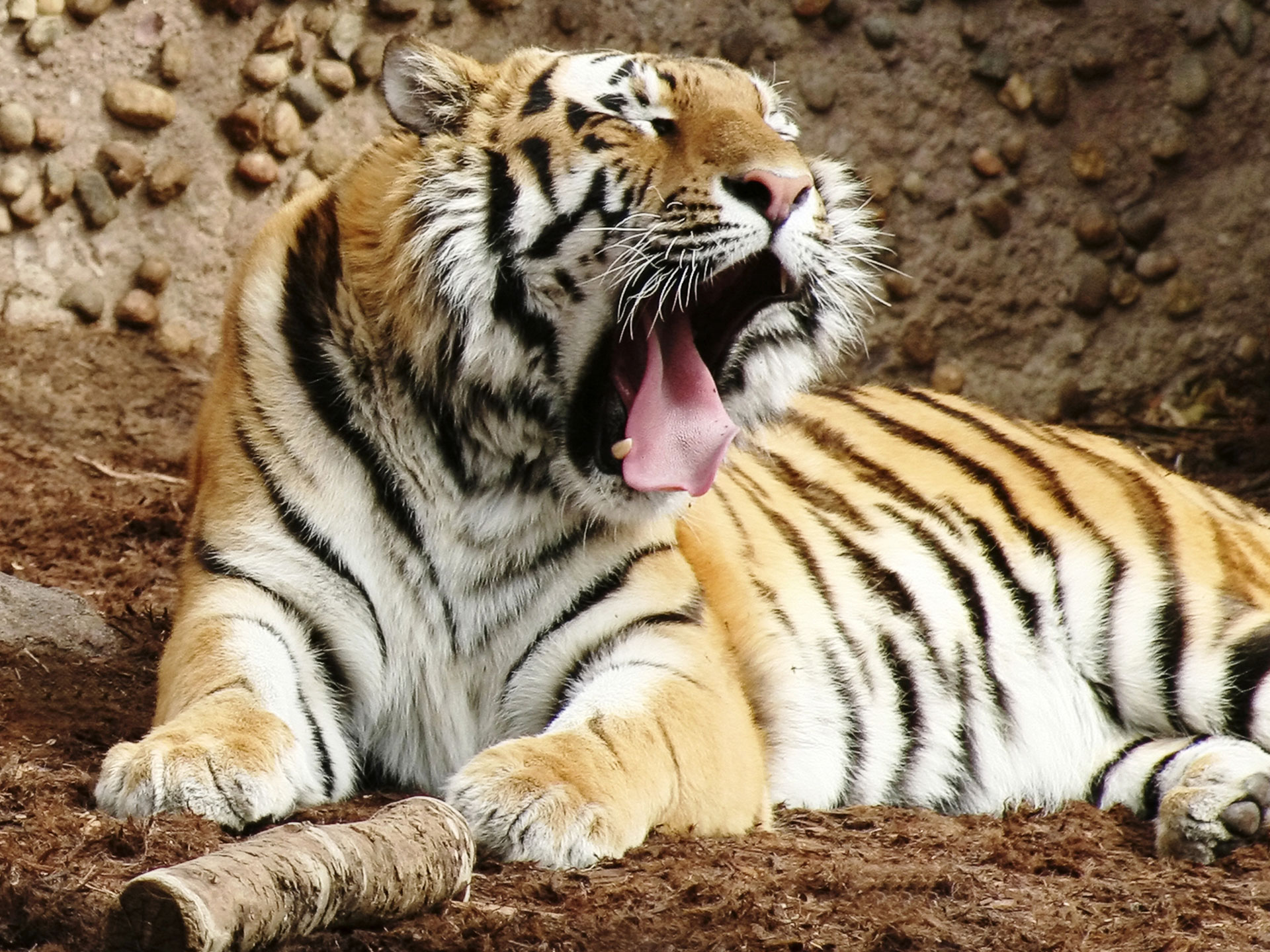 tigre, bengala, tigres