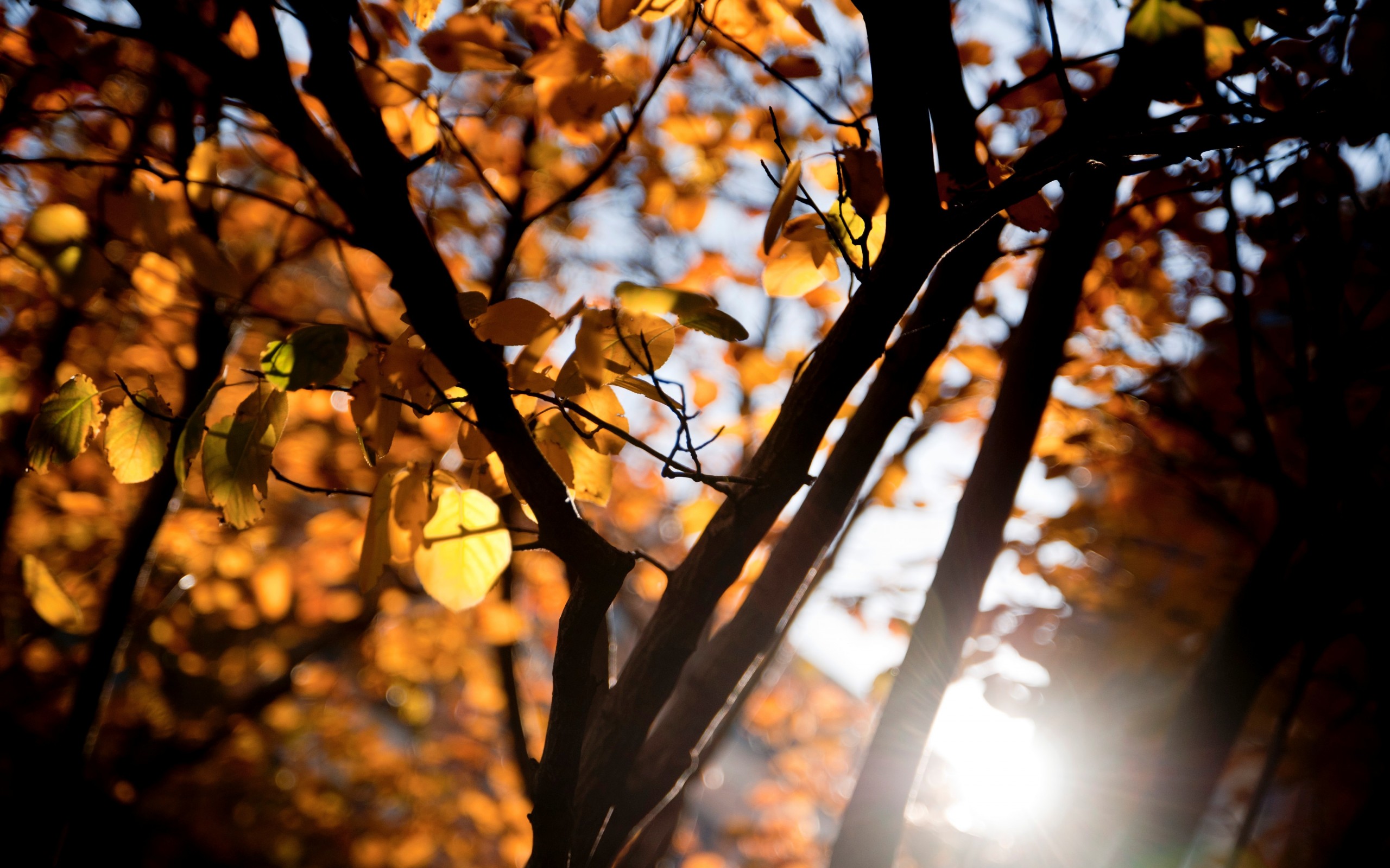 ветки, листва, дерево