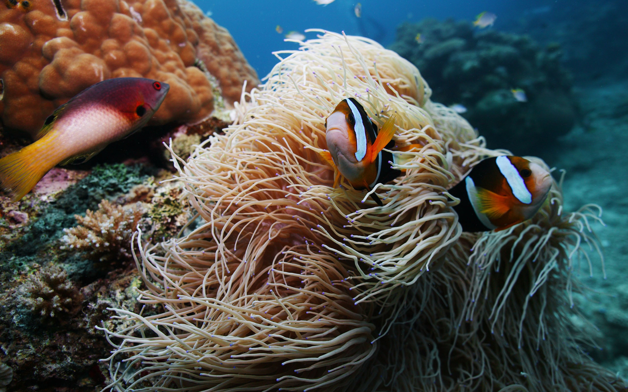 anemoonvis, hebben, clarkii