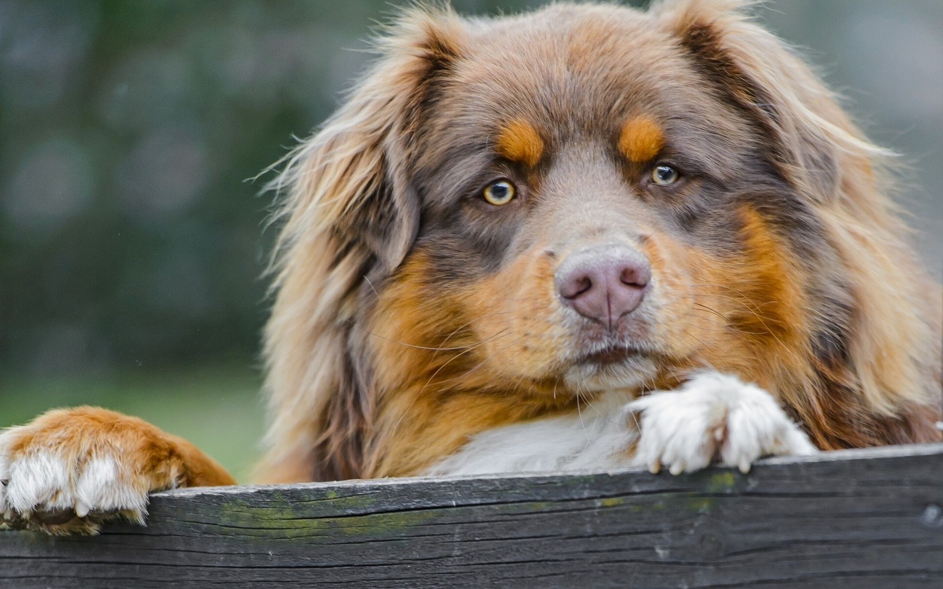 овчарка, австралийская, собака