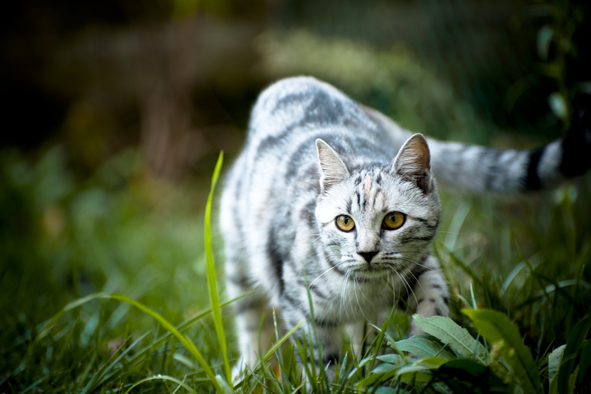 природа животные кот трава деревья nature animals cat grass trees бесплатно