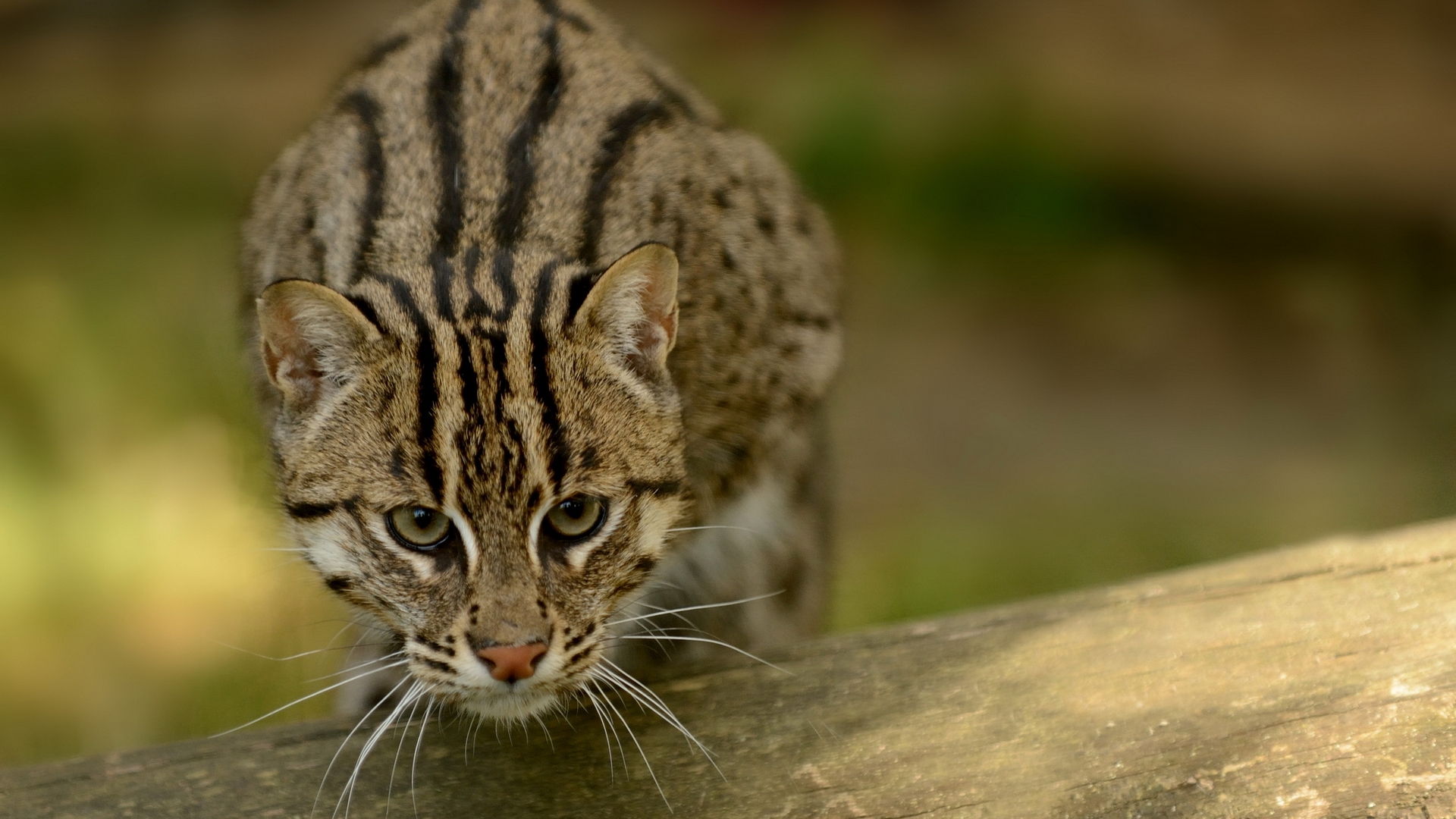кот, рыбак, звери