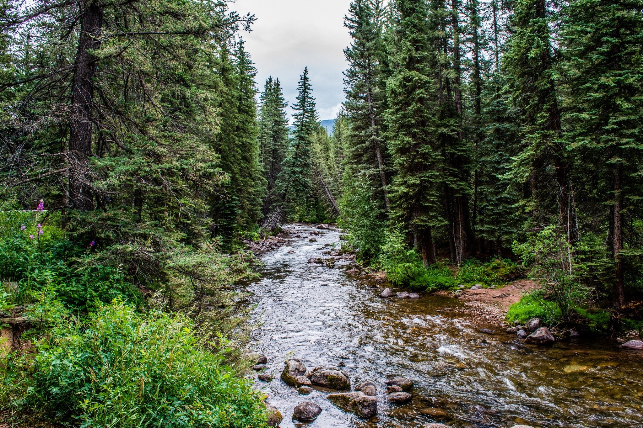 лес, река, природа