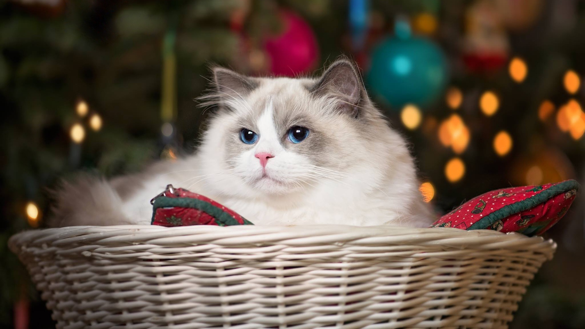 кот, синий, глаз