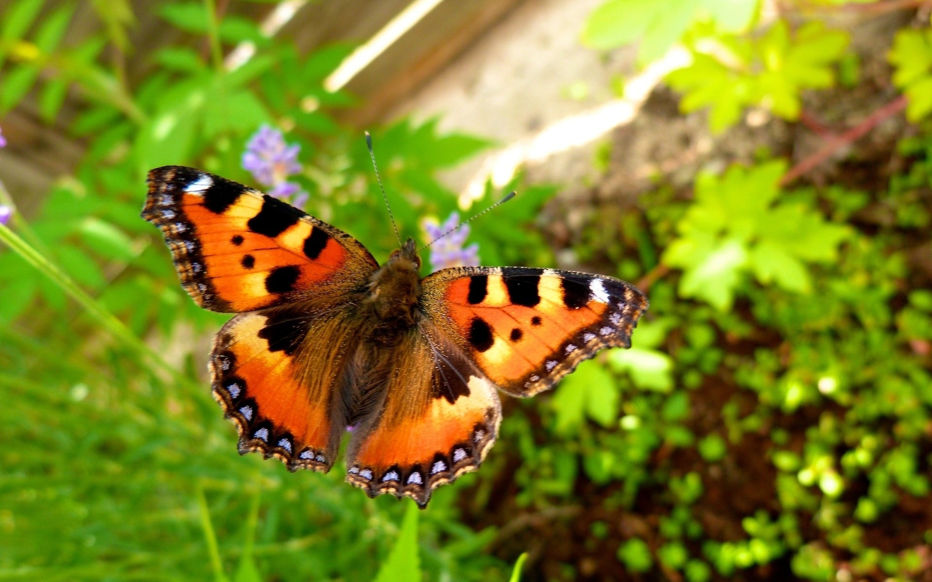 mariposas, para, apk