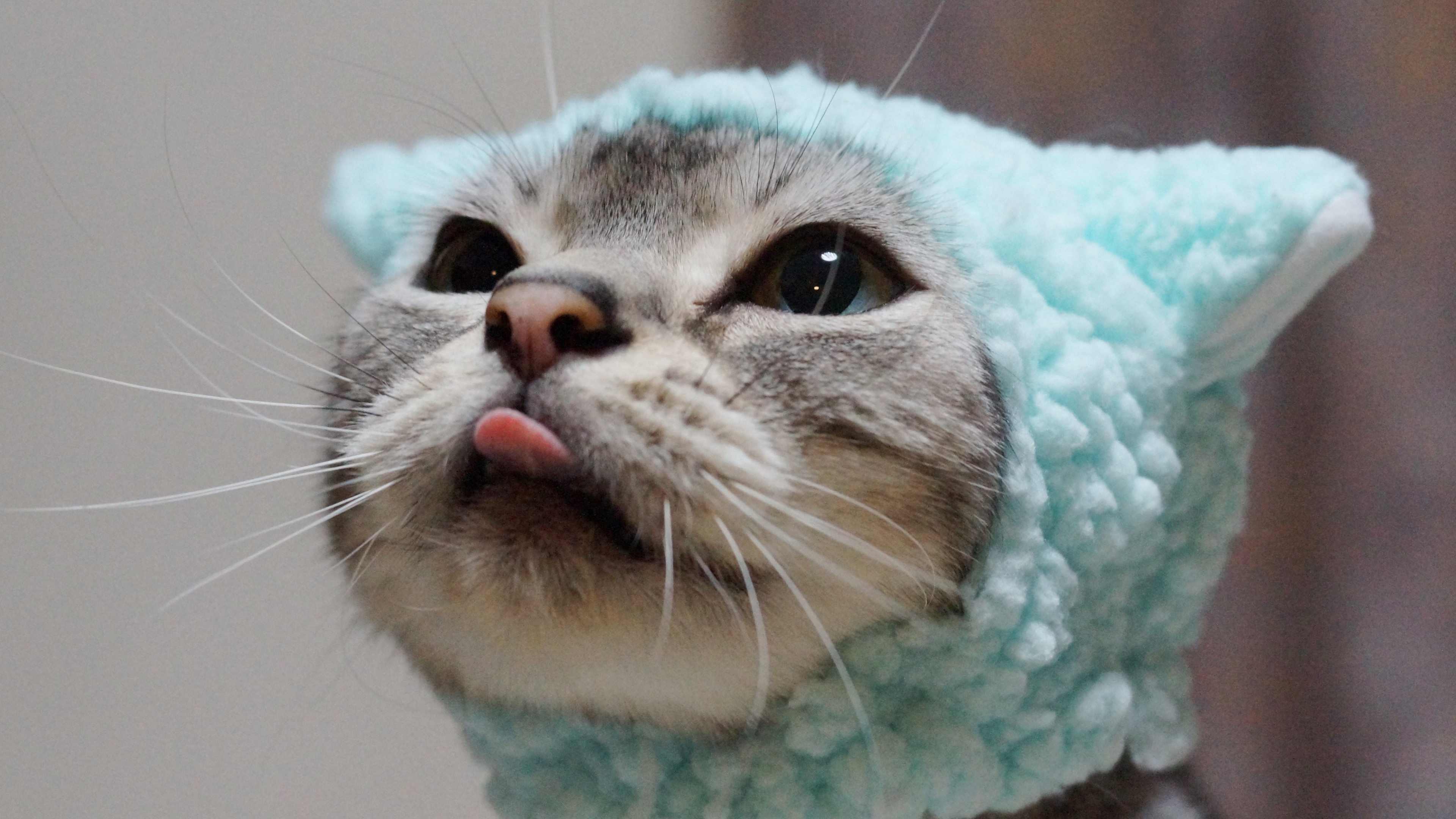 фотографий, ус, кот