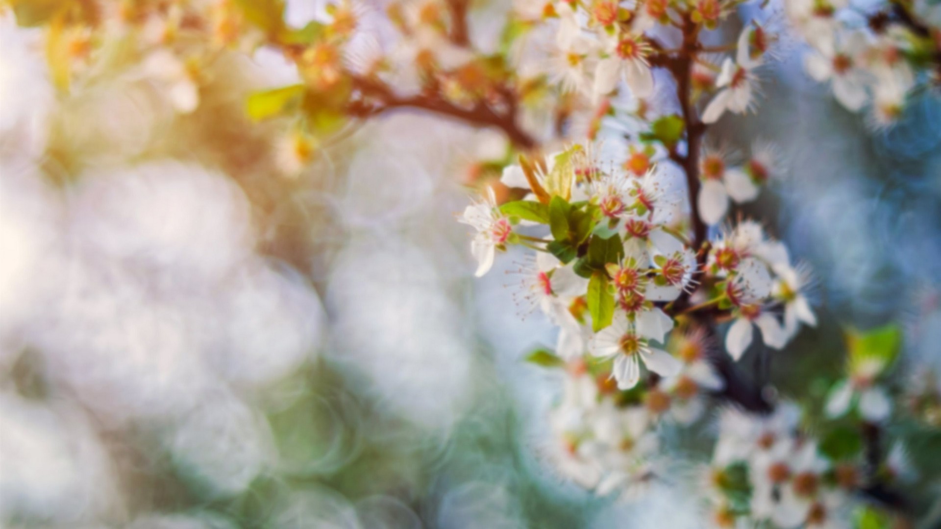 есть рядом дерево с белыми цветами