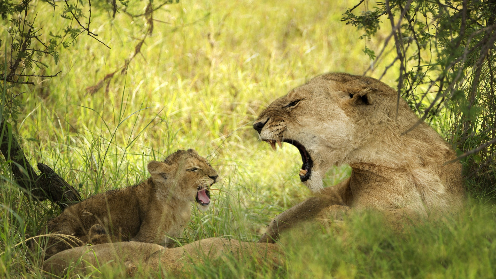 львица, рык, лев