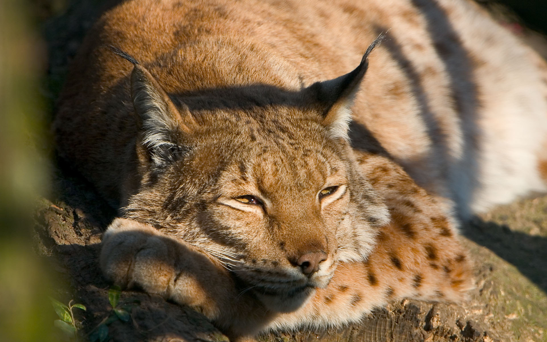 кошки, биг, животные