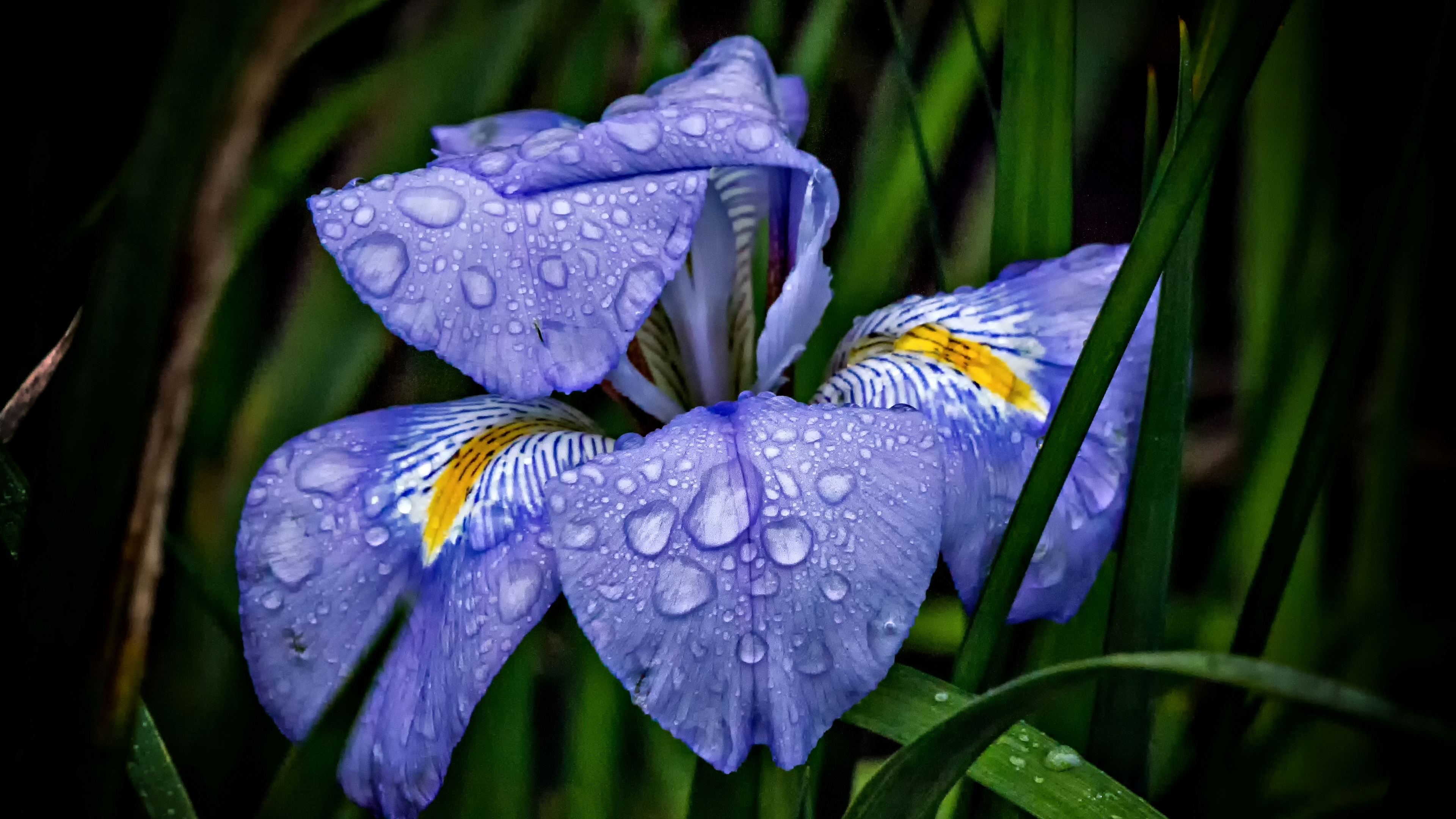 iris, makryi, цветы