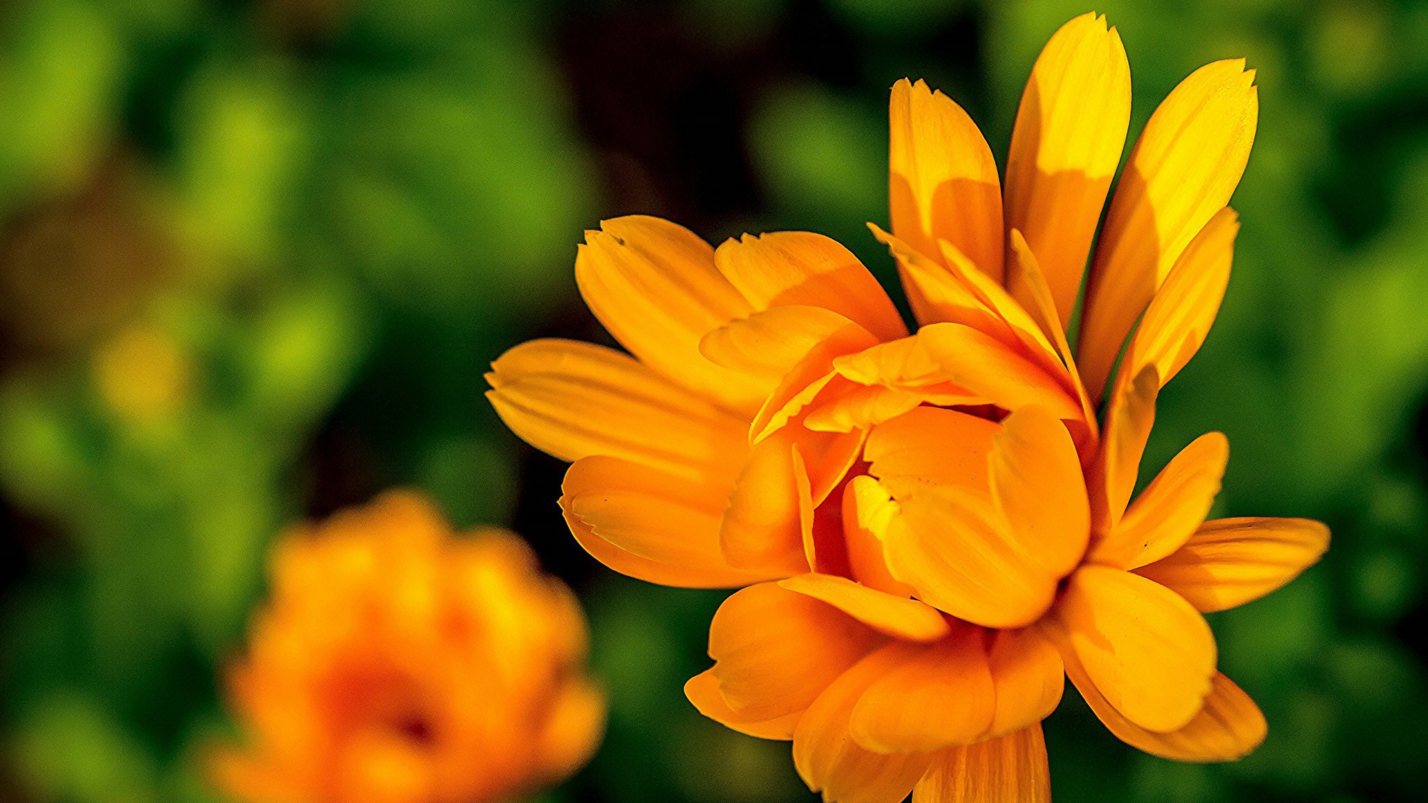 цветы, минск, подсолнух