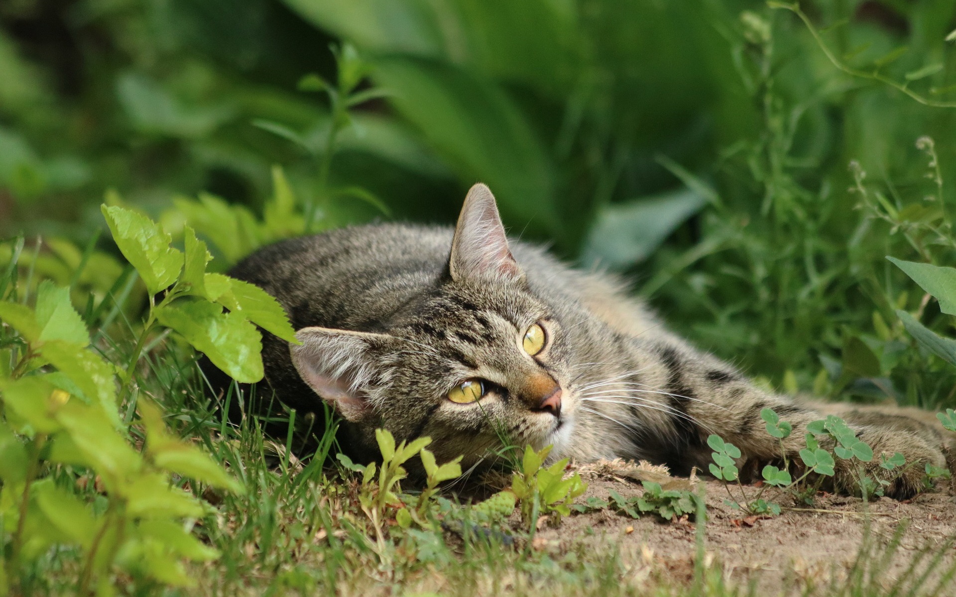 есть кошка, которая лежит в траве