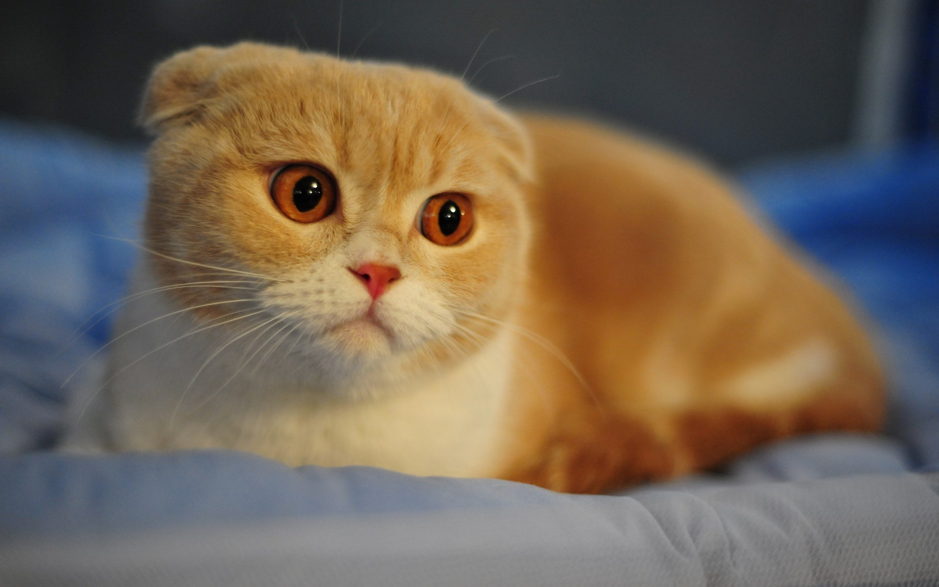 вислоухий, шотландский, кот