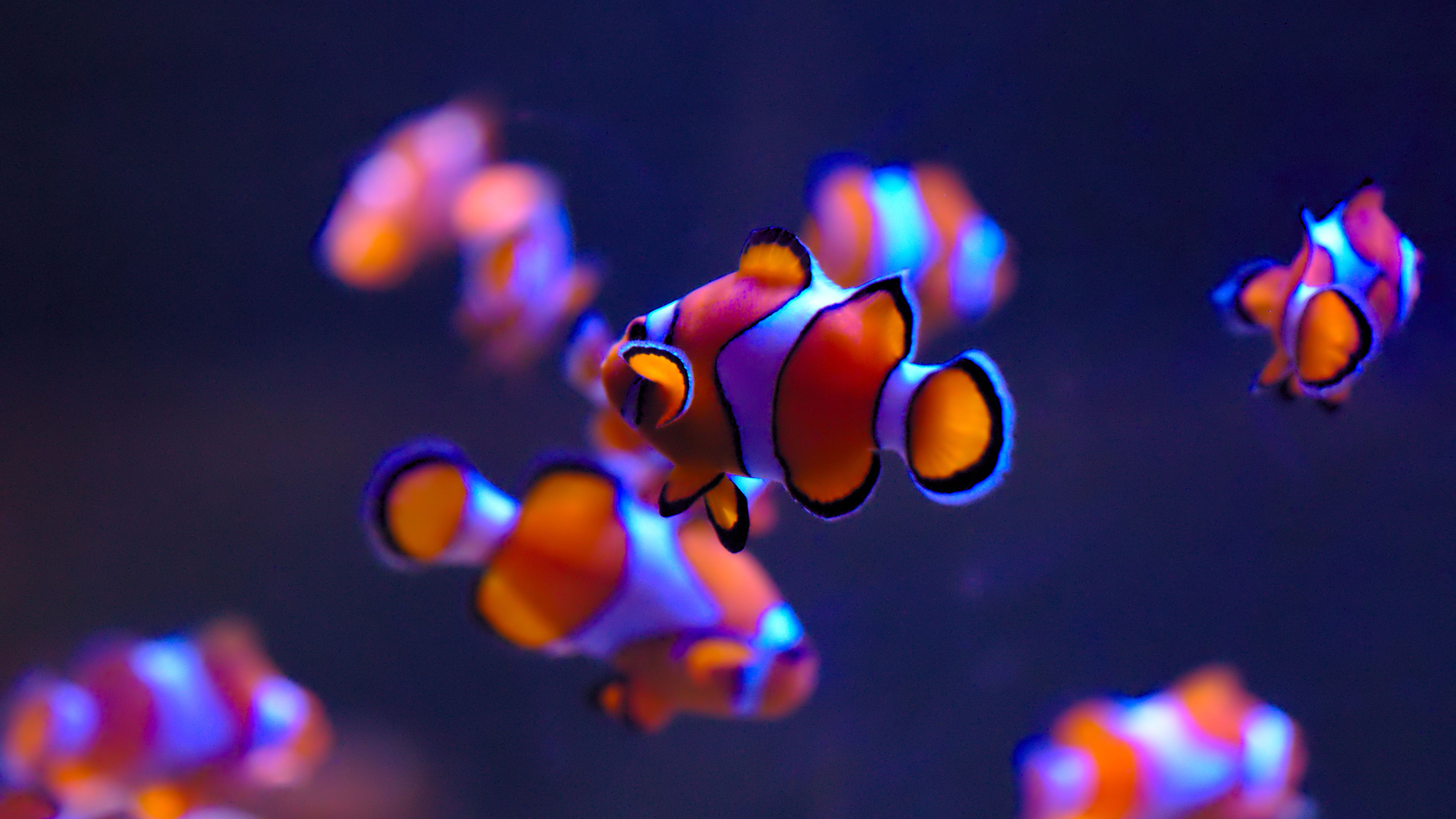 fish, море, underwater