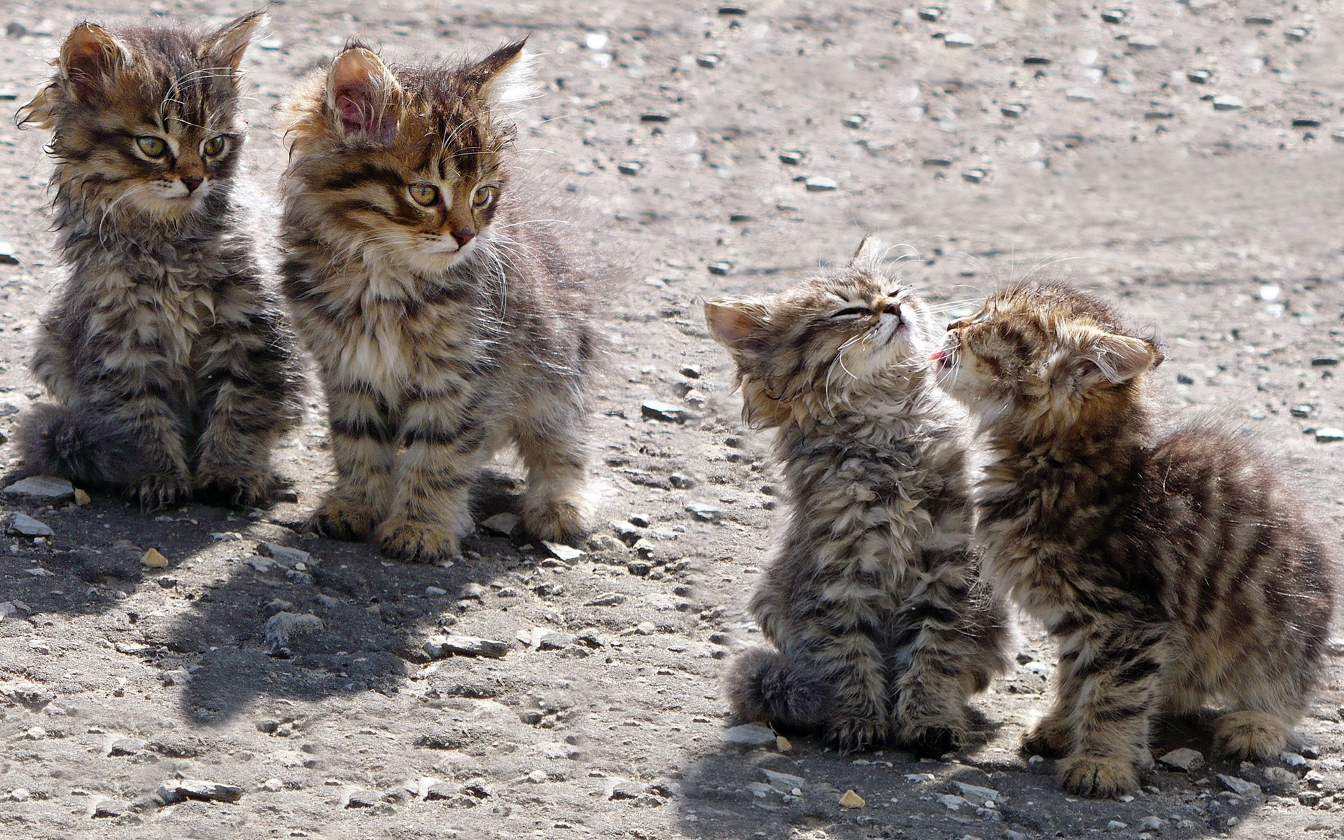 кот, котоматрица, фото