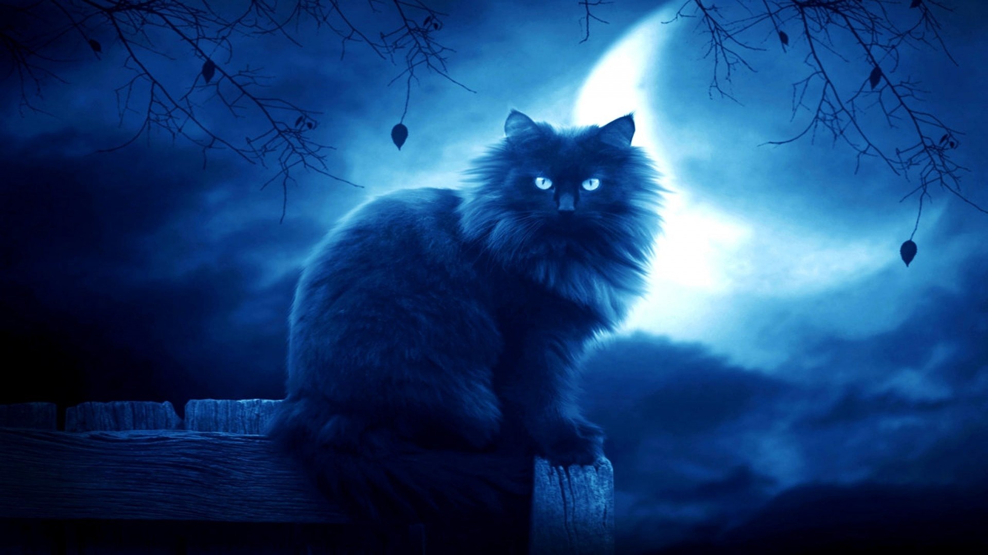 луна, кот, ночь