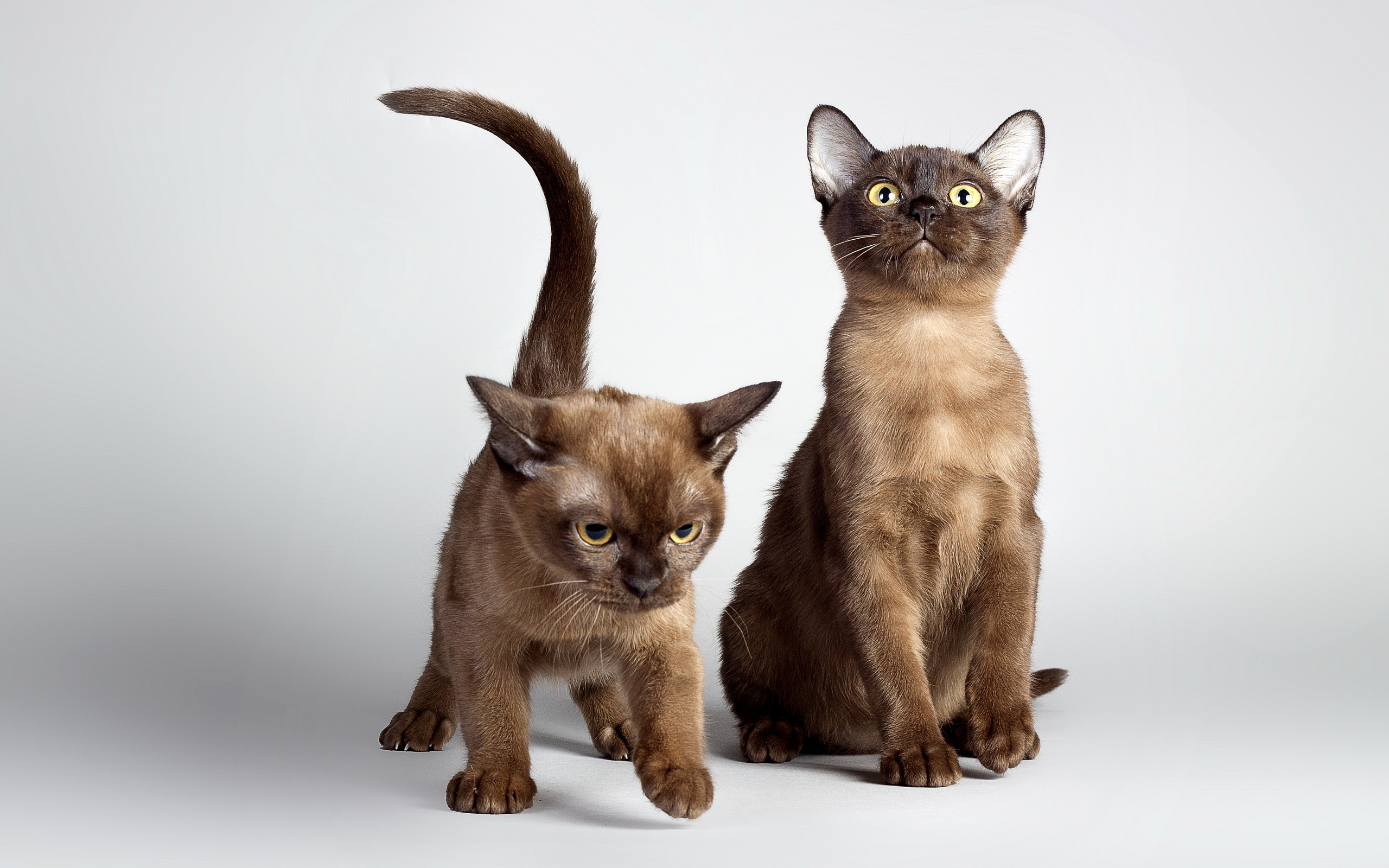 кот, котята, кошки