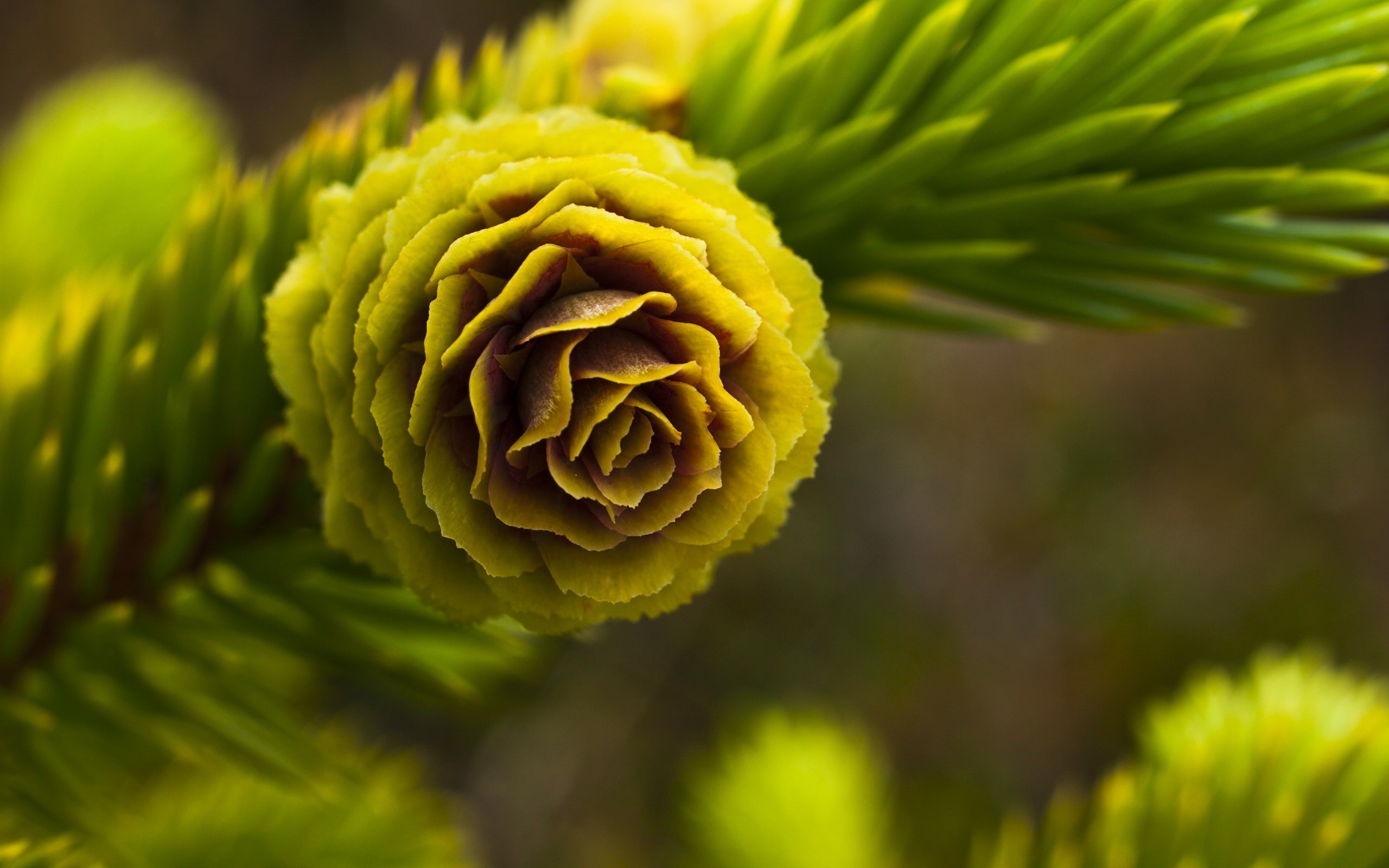 ёль, cone, branch