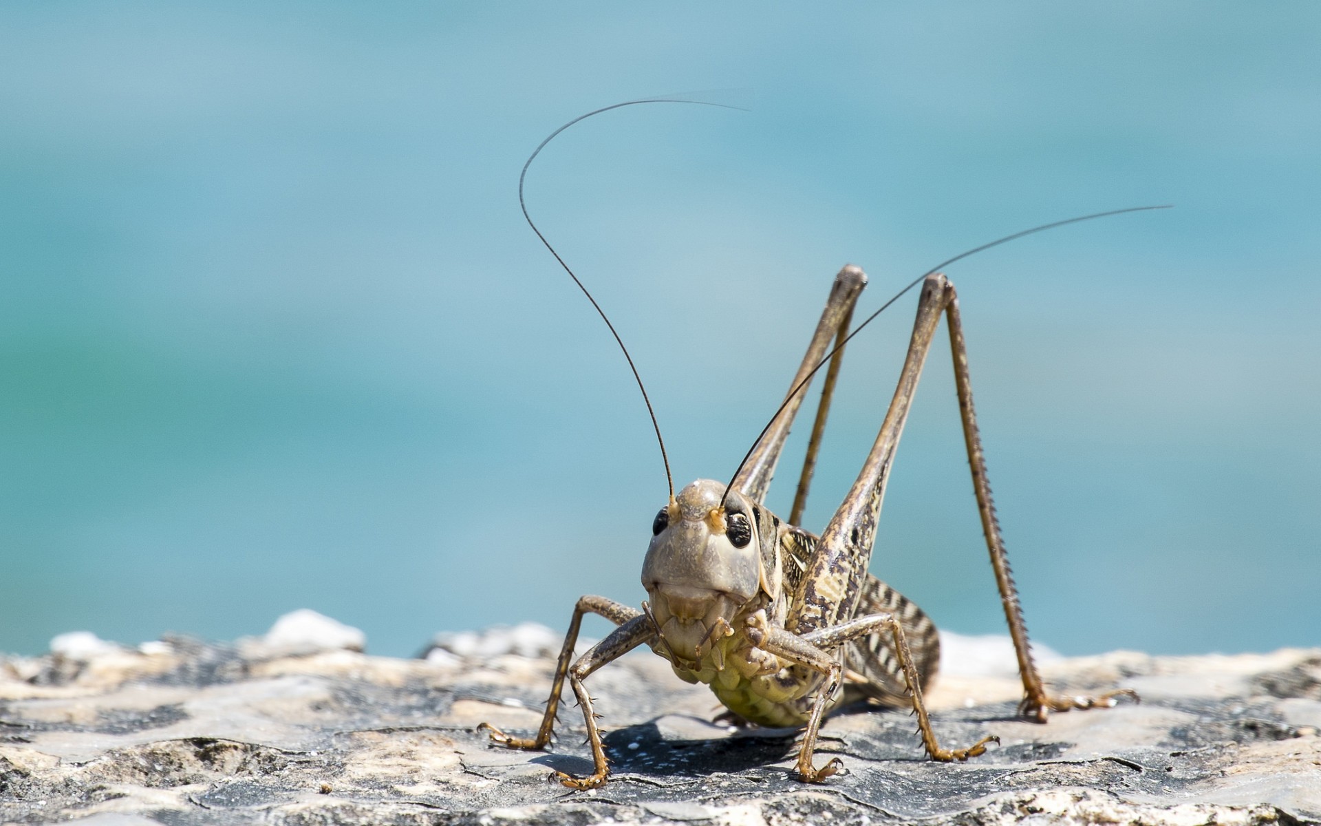 animal, жук, cricket