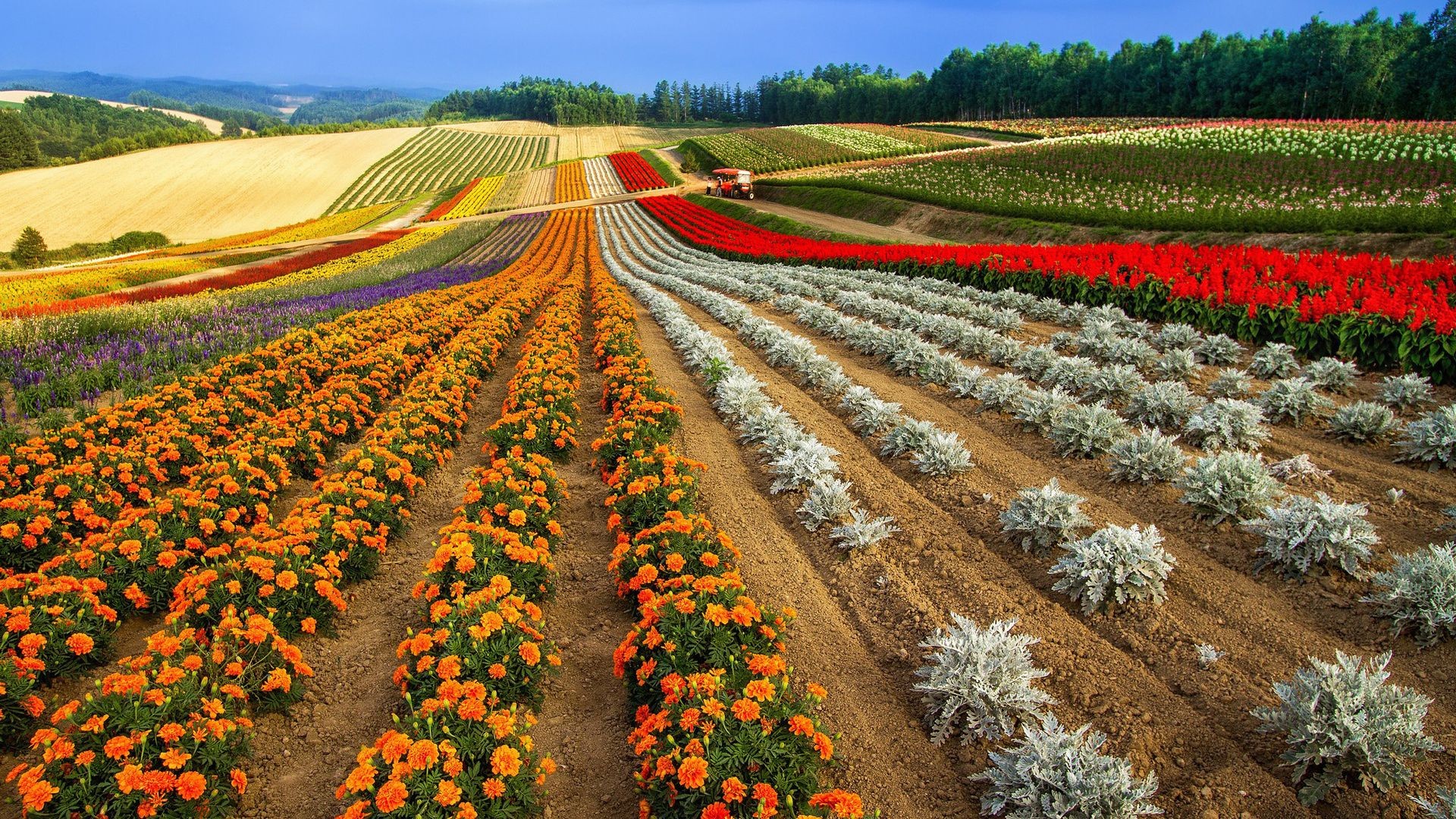 тюльпан, агринатура, оуцер