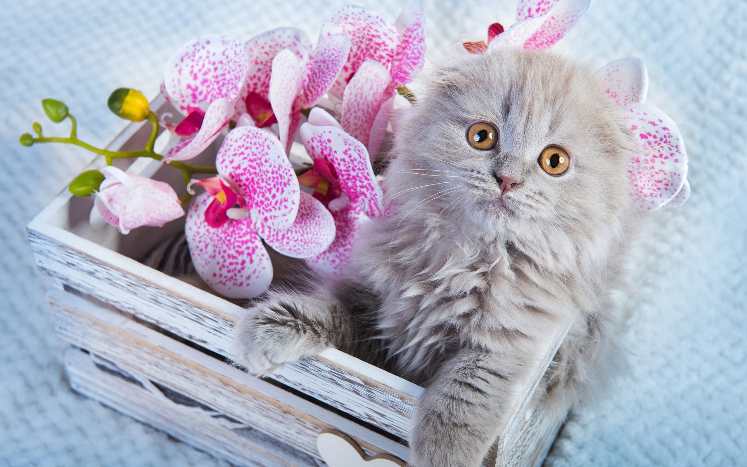 чернокожие, скотт