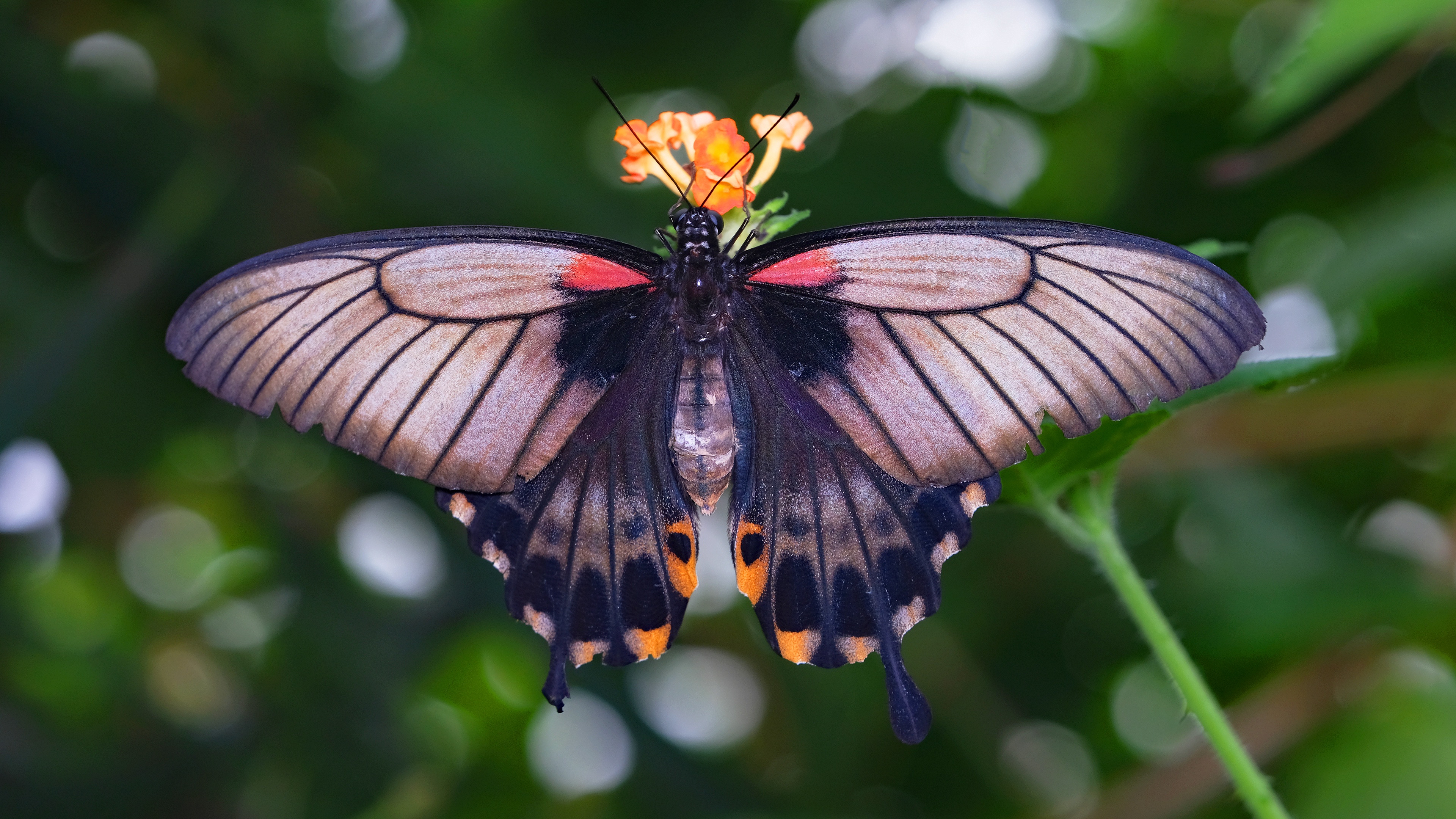 Простые крылья бабочки. Бабочка омурасаки. Хвостатая Императорская бабочка. Слава бутана бабочка. Редкие бабочки.