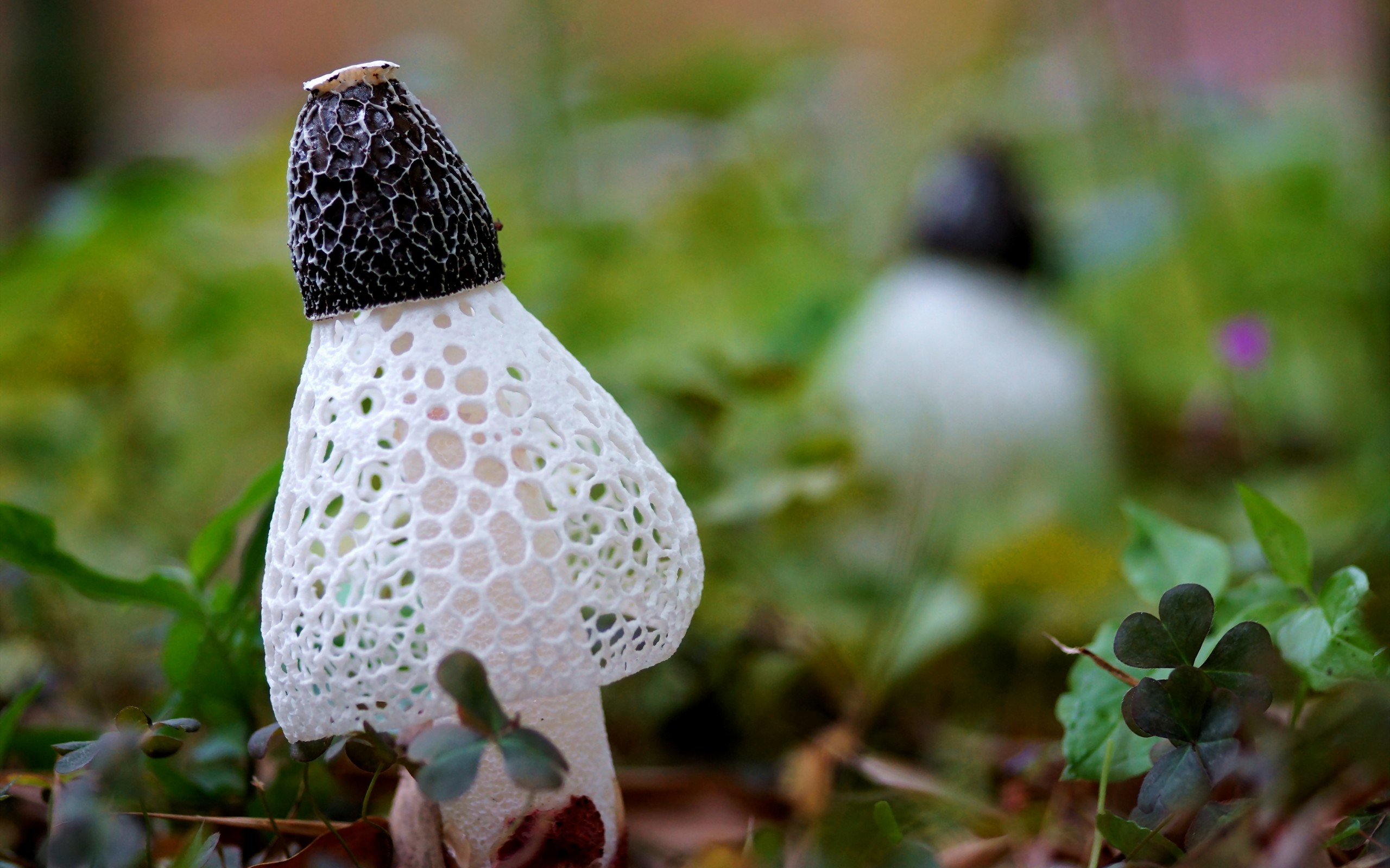 skin, сдвоенная, сетконоска