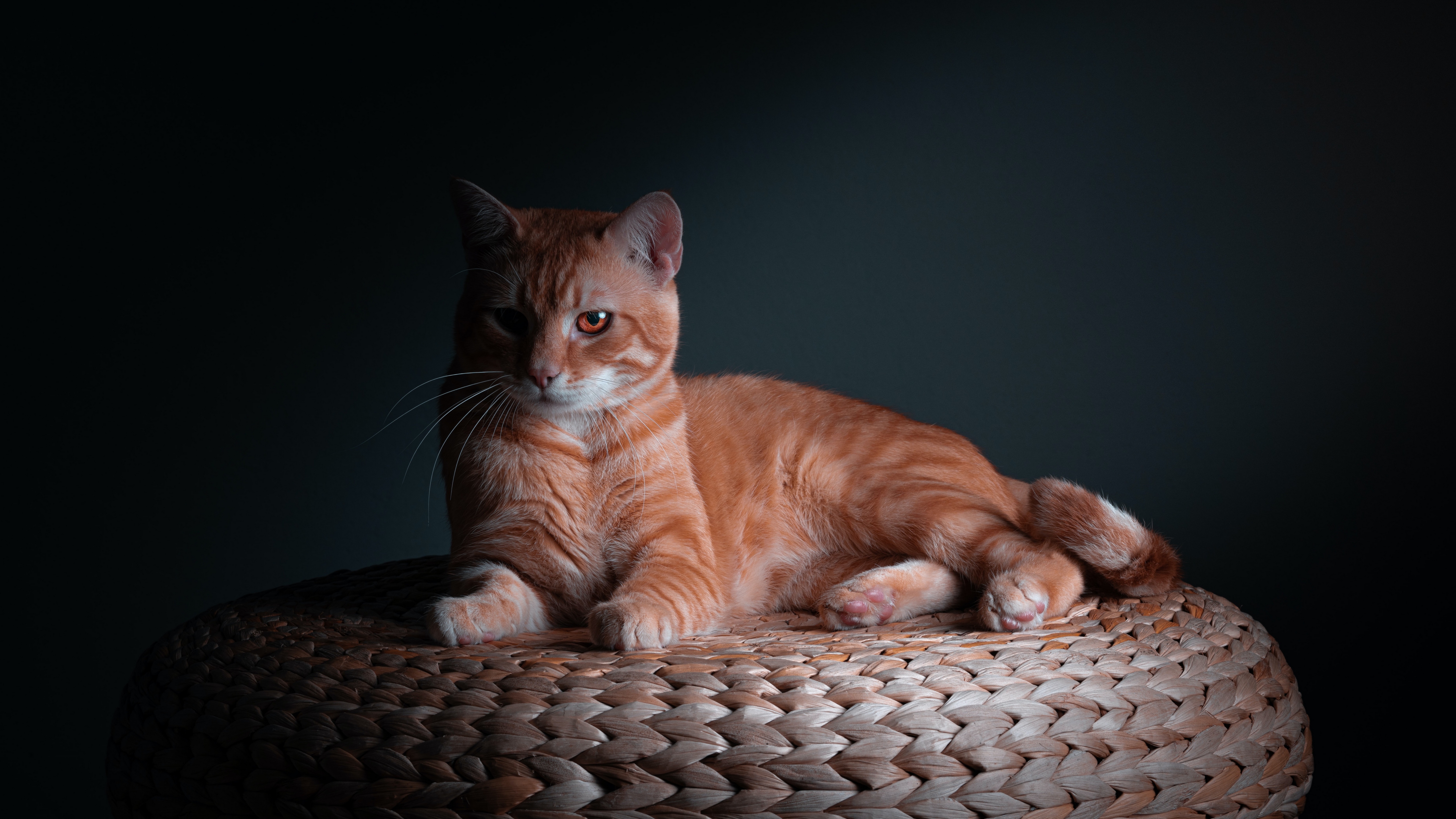 кот
