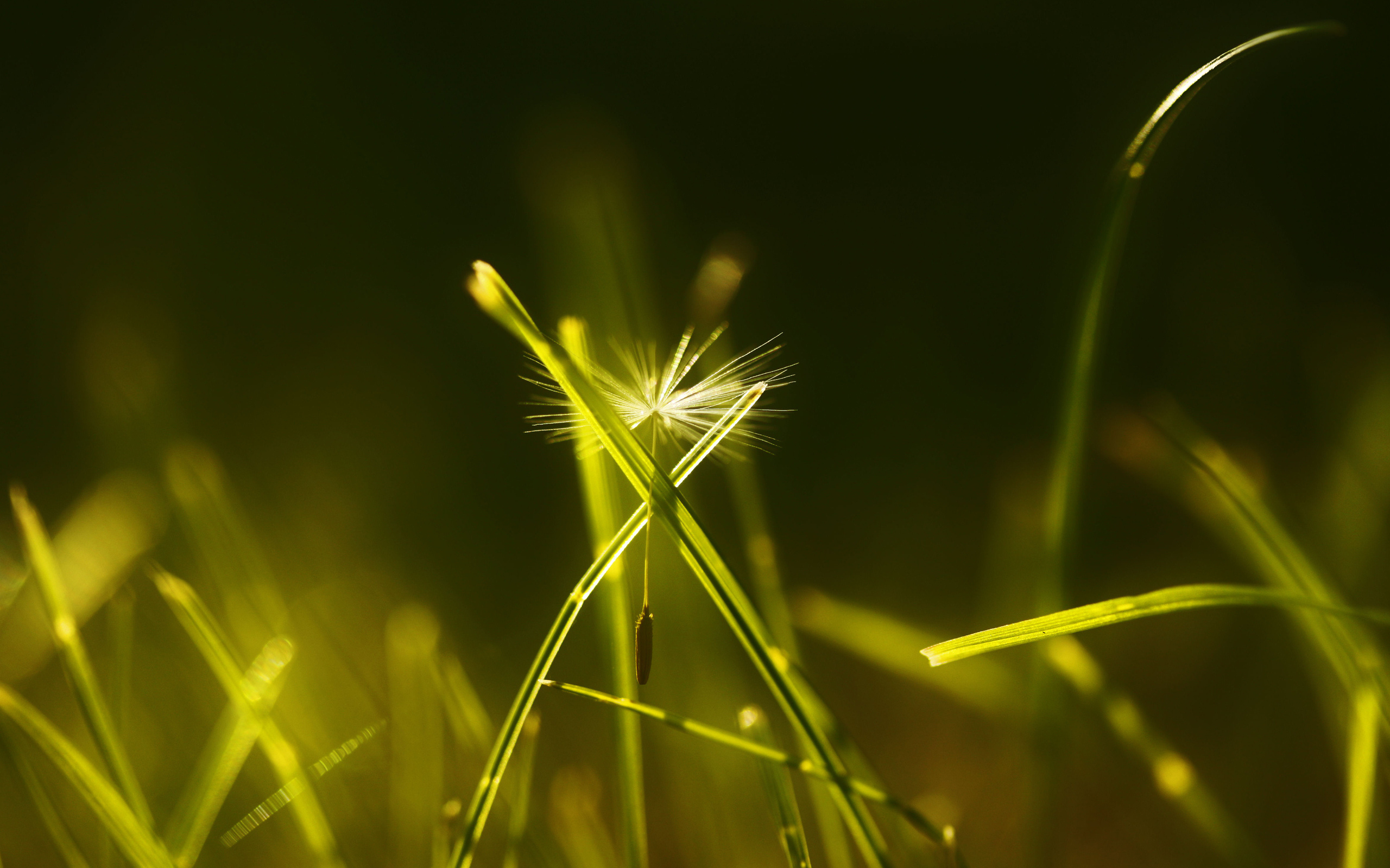 play, next, now Фон № 47082 разрешение 2560x1600