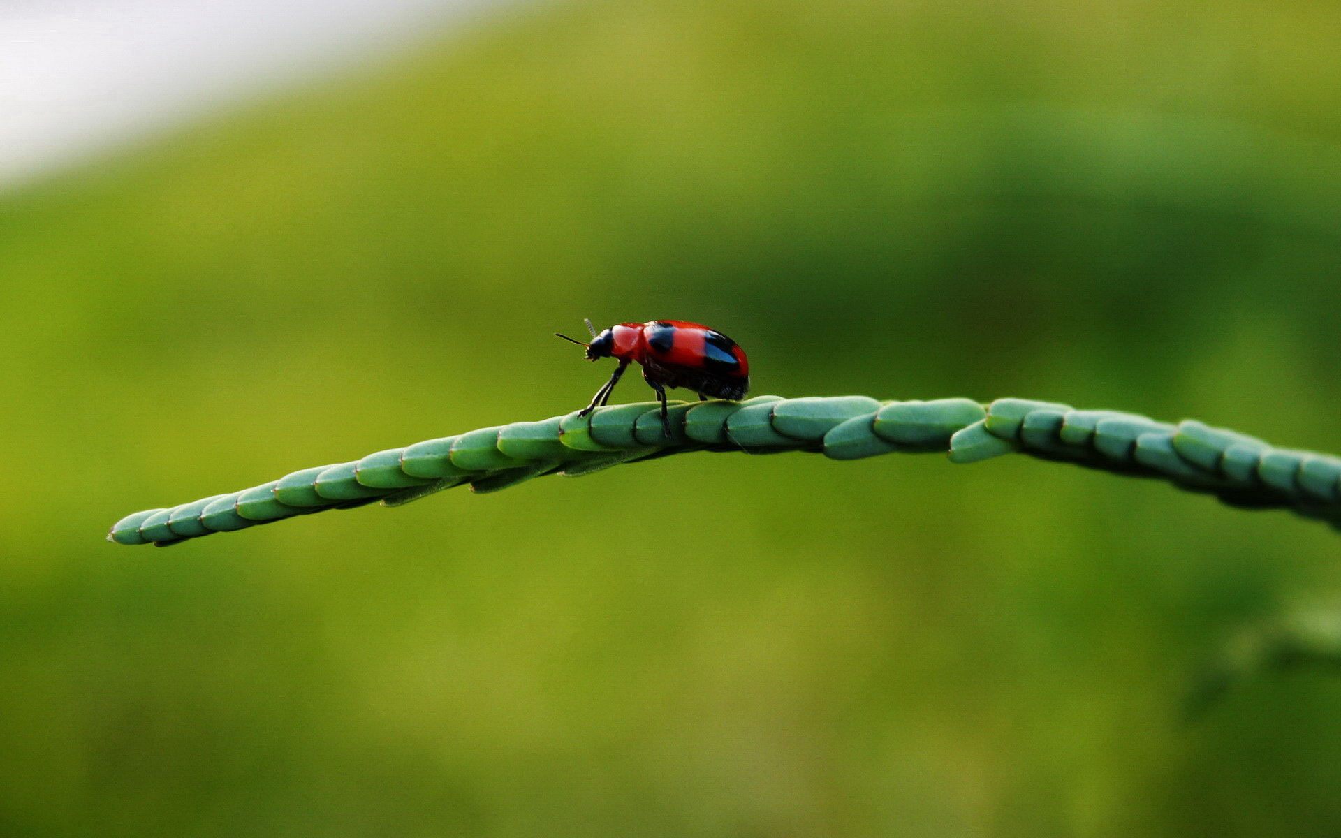 ladybug, miraculous, https