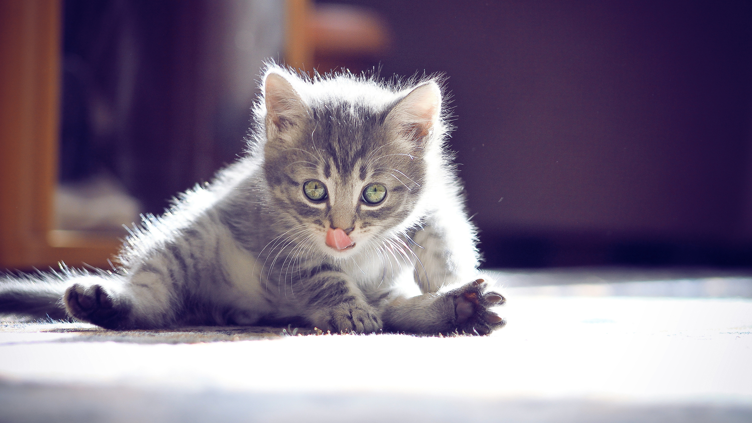 котенок, хорошо, усы