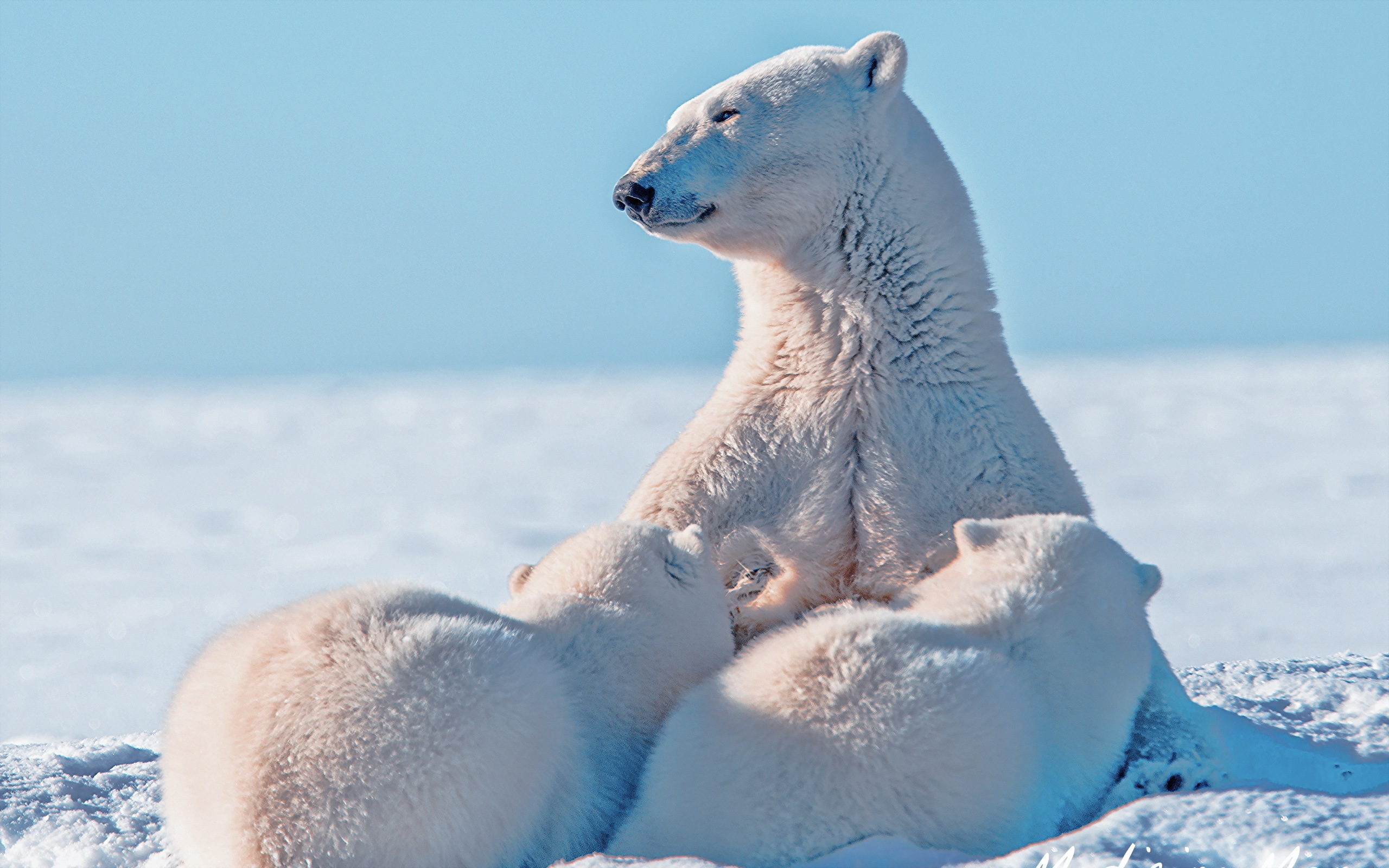 Обитатели снегов. Белый медведь. Арктический медведь. Полярный медведь. Природа Арктики.