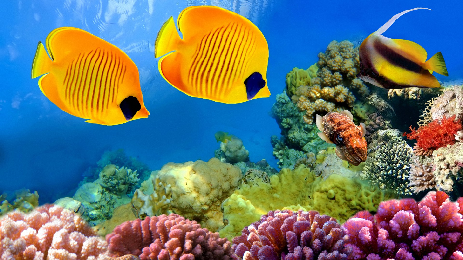 underwater, world, мира