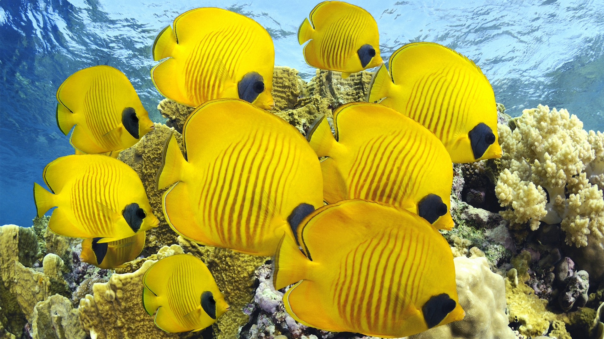 море, pisces, ocean
