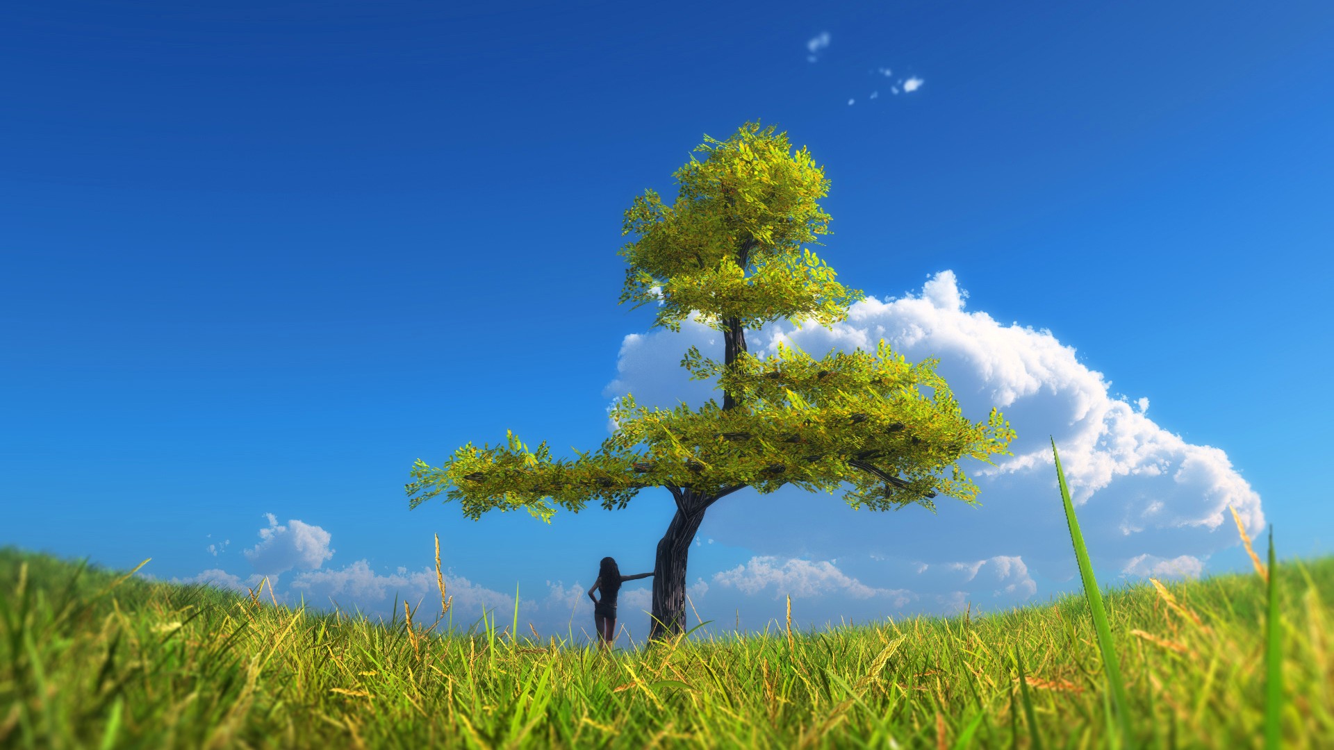 деревья, травы