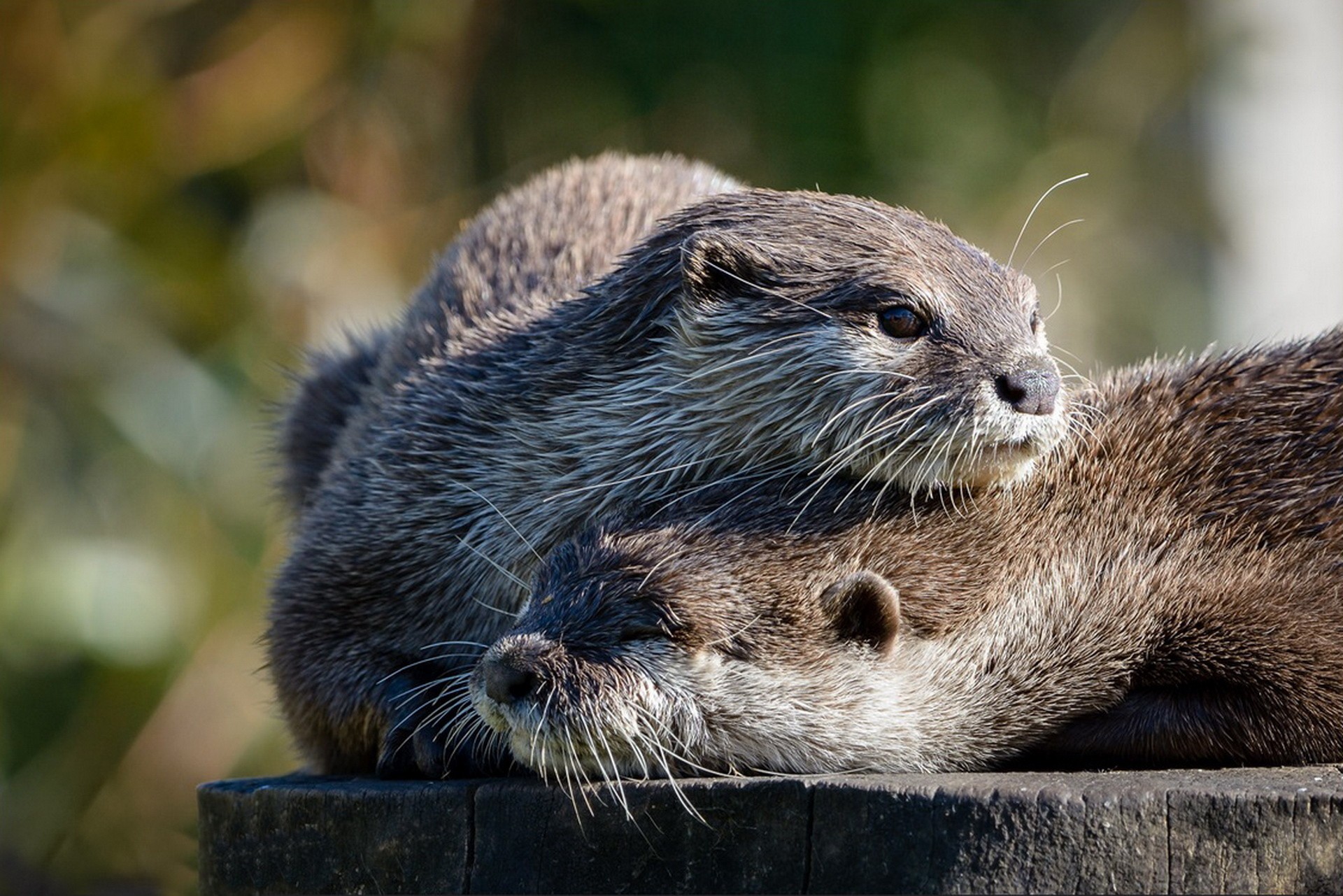 oir, otter, mobivydra