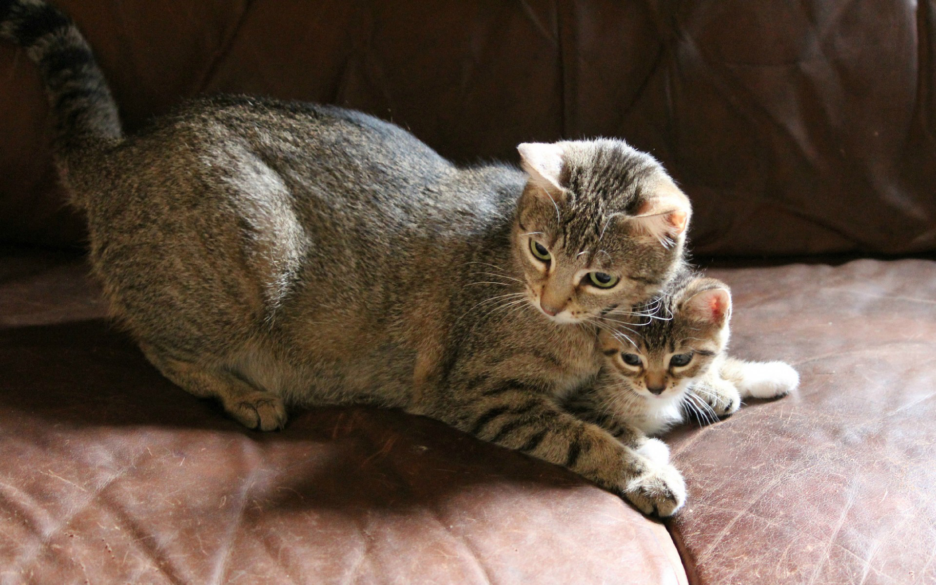 кошки
