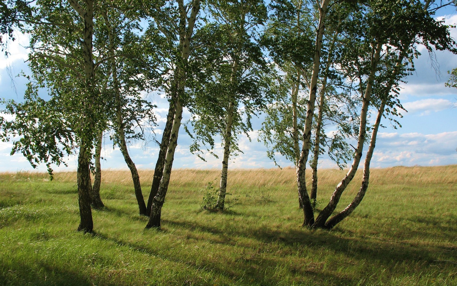 пейзаж, деревья, лес