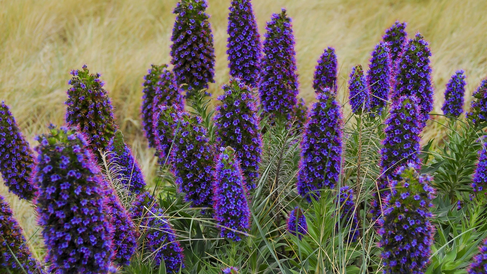 lupine, polne, цвет
