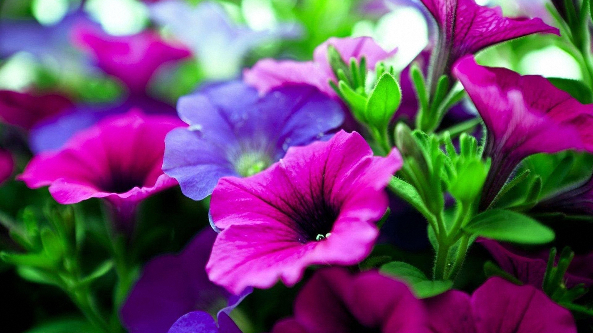 Петуния цветы