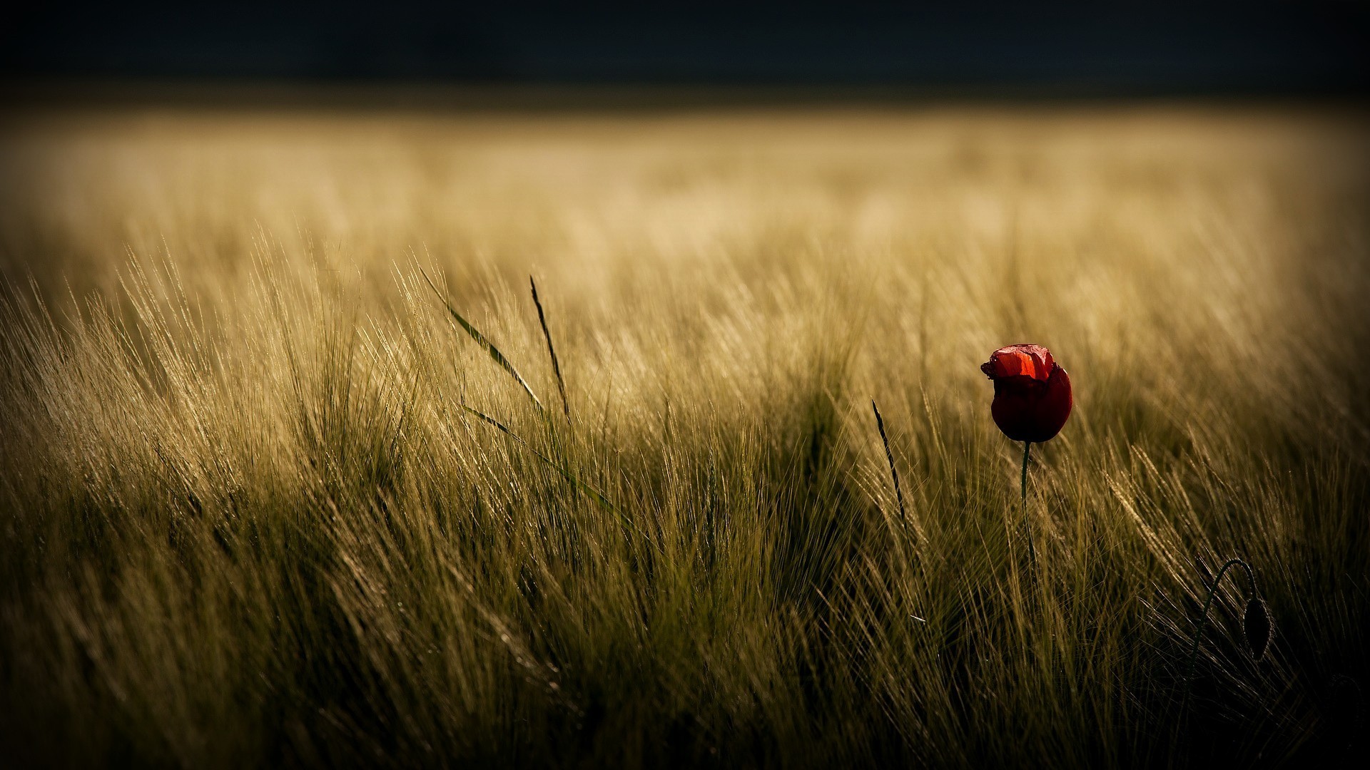 цветы, природа, трава