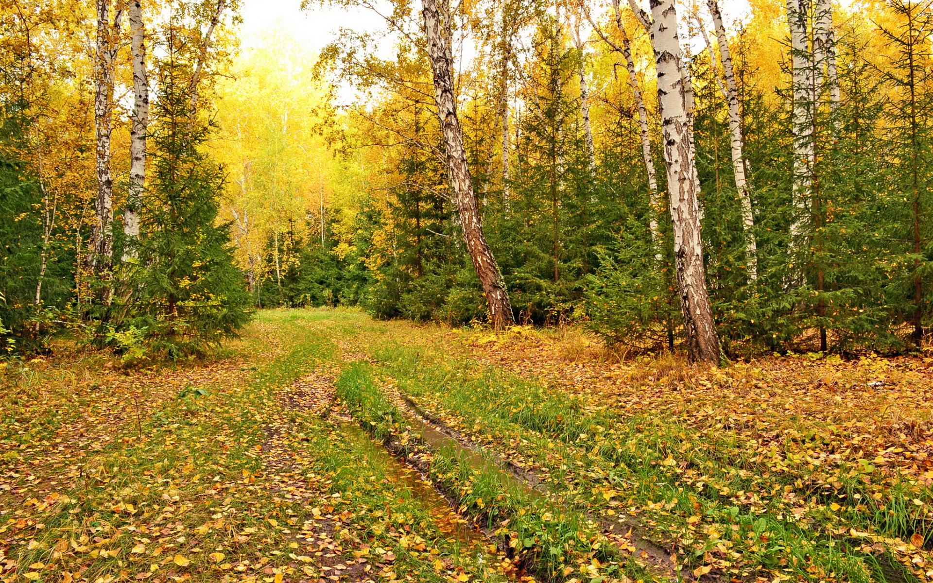 природа, картинка, осень