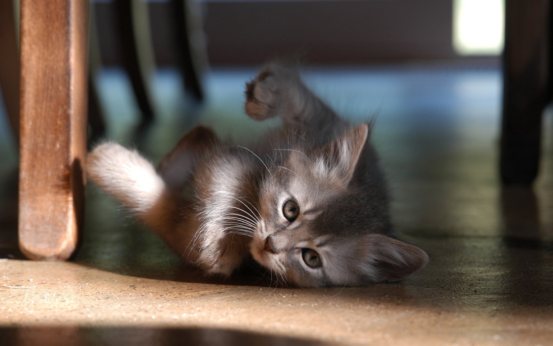 кот