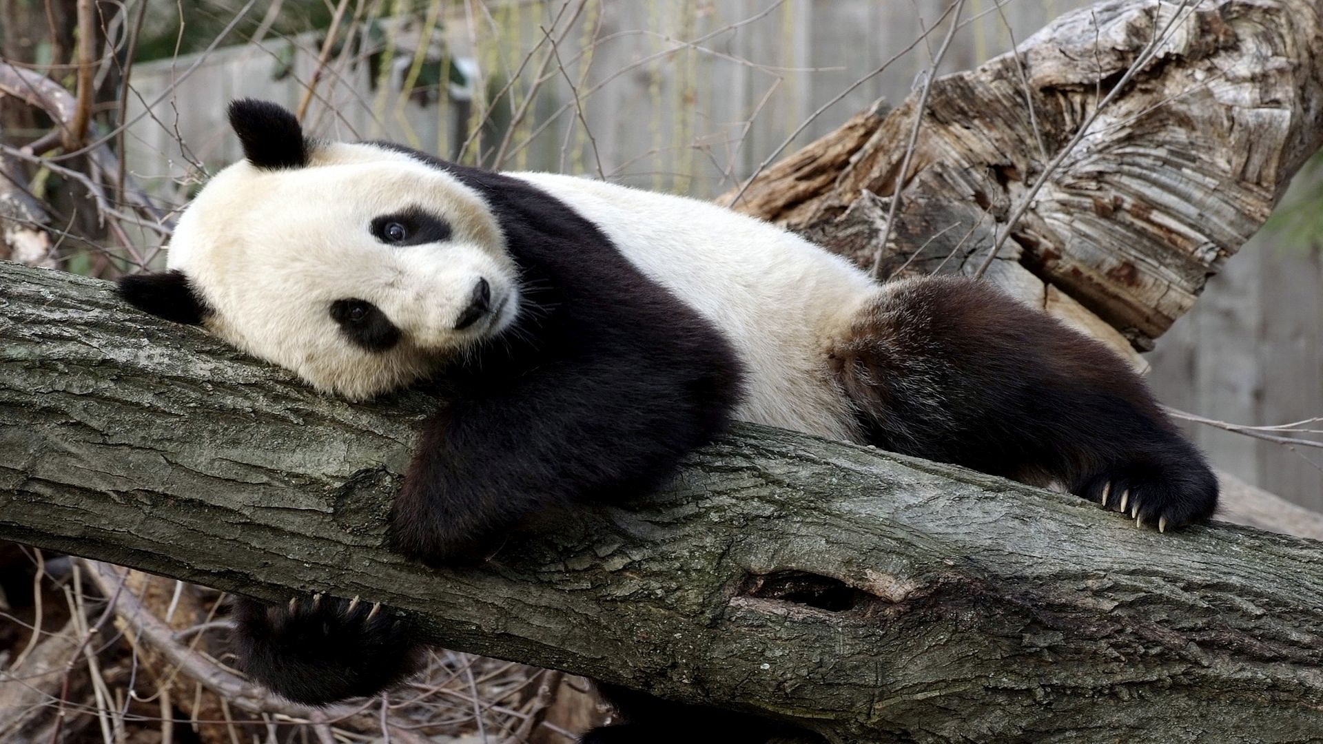 панда, ойр, фуар