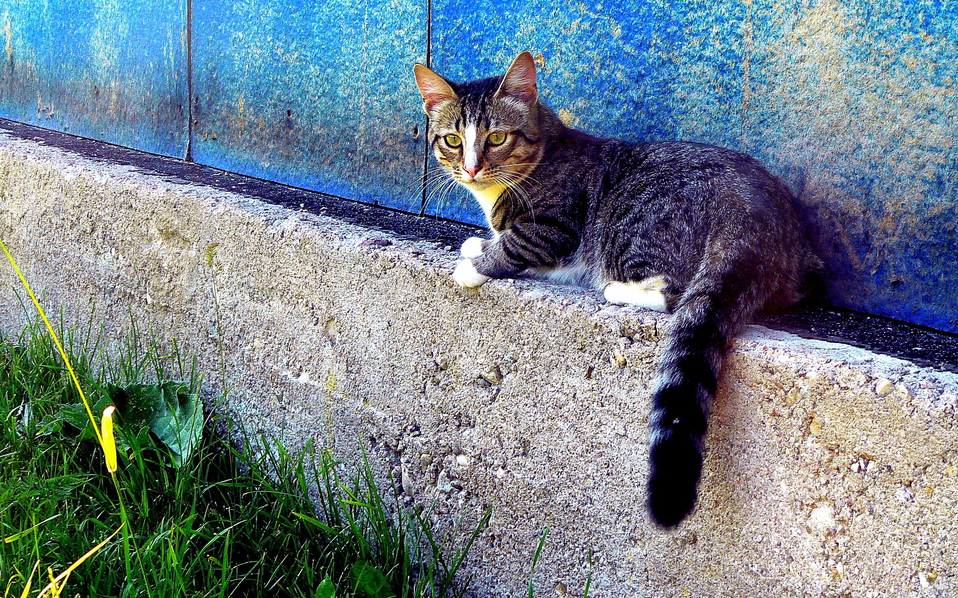 кот, трава, дек